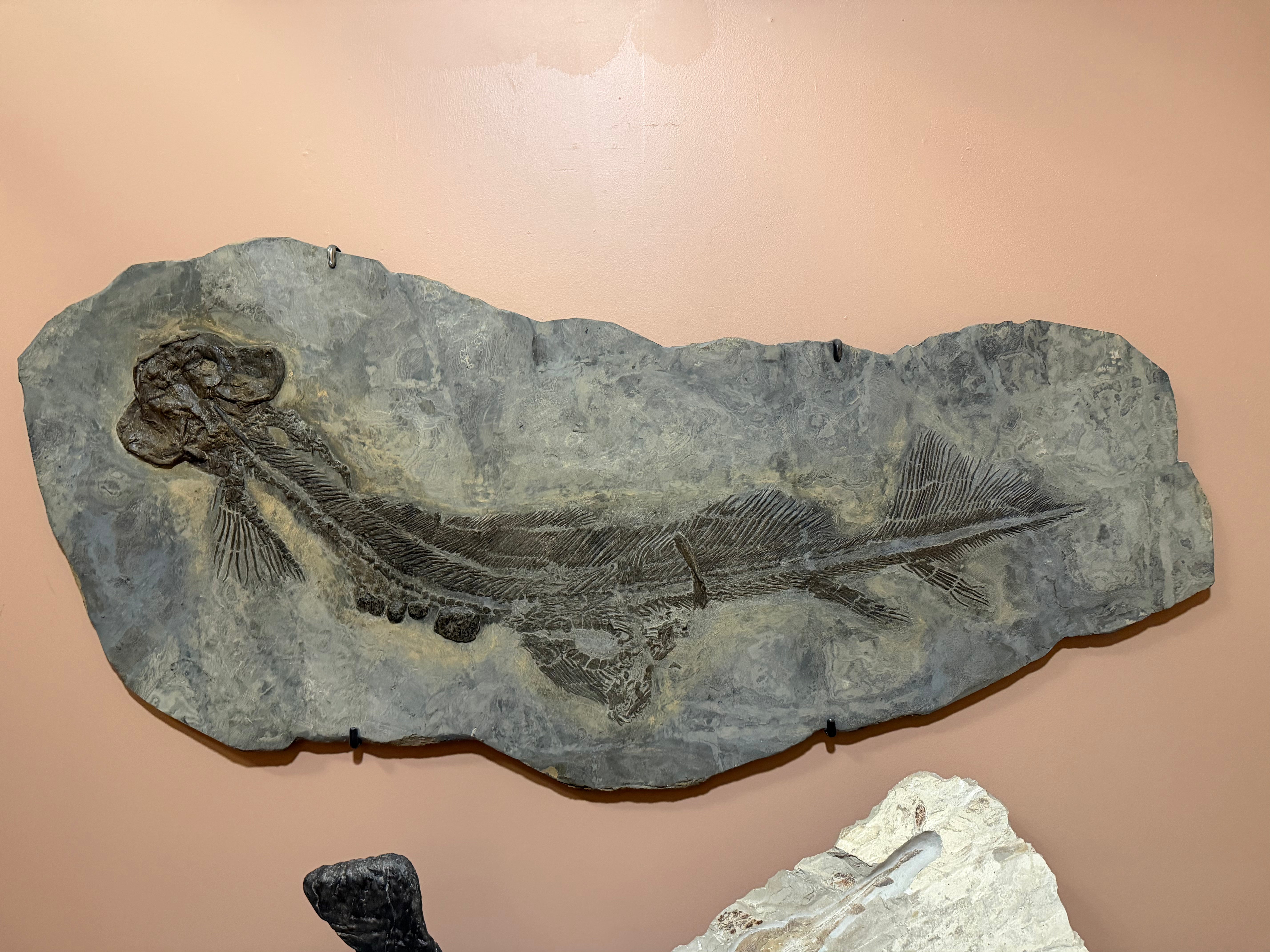 Kalifano Green River Fossil 70" x 35" Brown Orthocanthus Zenkenburgi Shark Permian Age (Oldenheim, Germany) FF480000.001