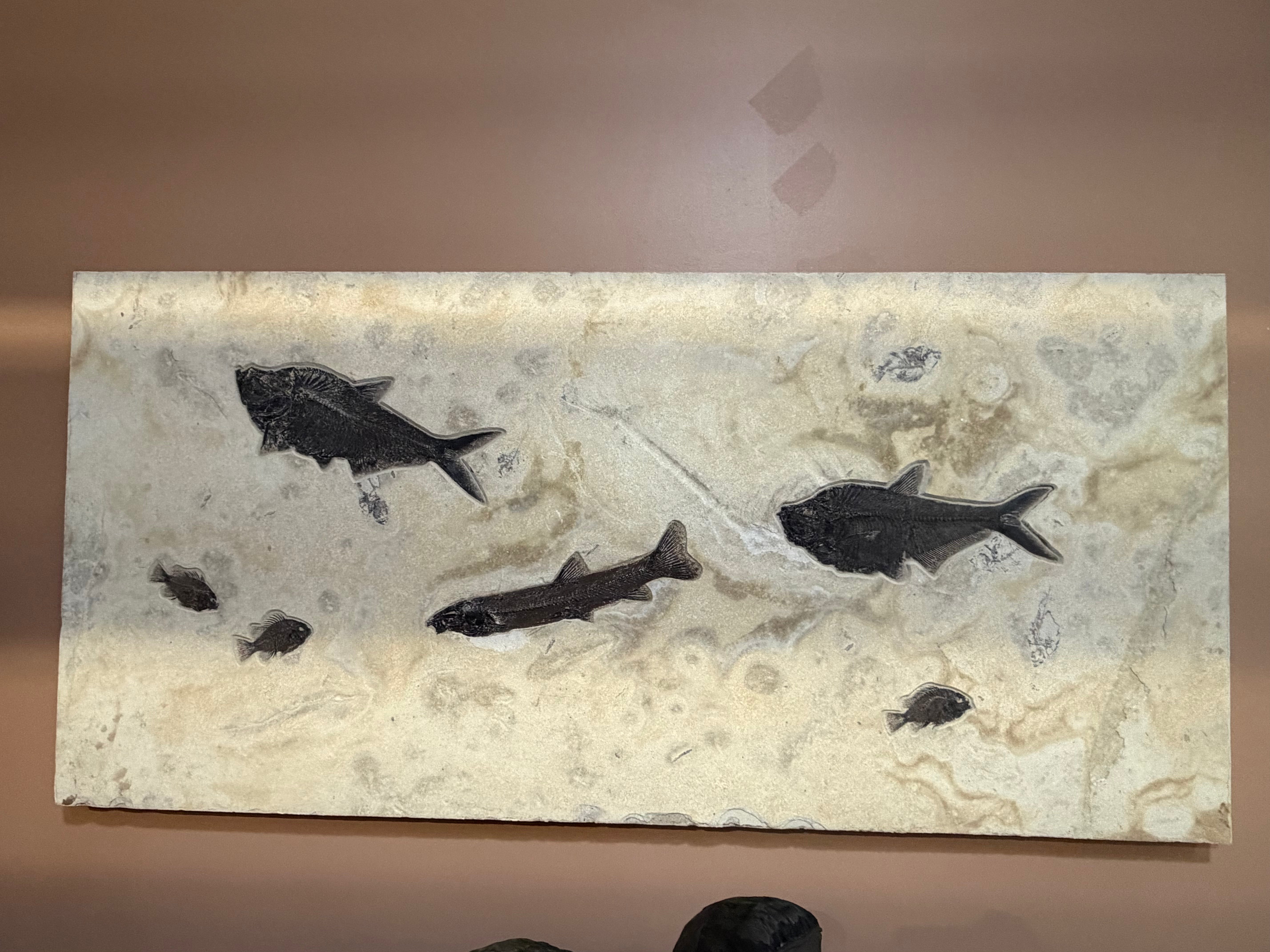 Kalifano Green River Fossil 72" x 35" Green River Fossil Mural (1 Notogoneous, 2 Diplo, 3 Priscacara) FF96000.002