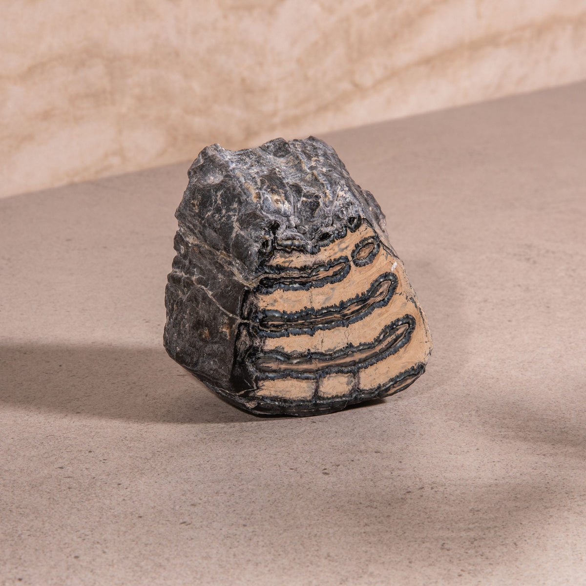 3.5" Colombian Mammoth Molar Fossil