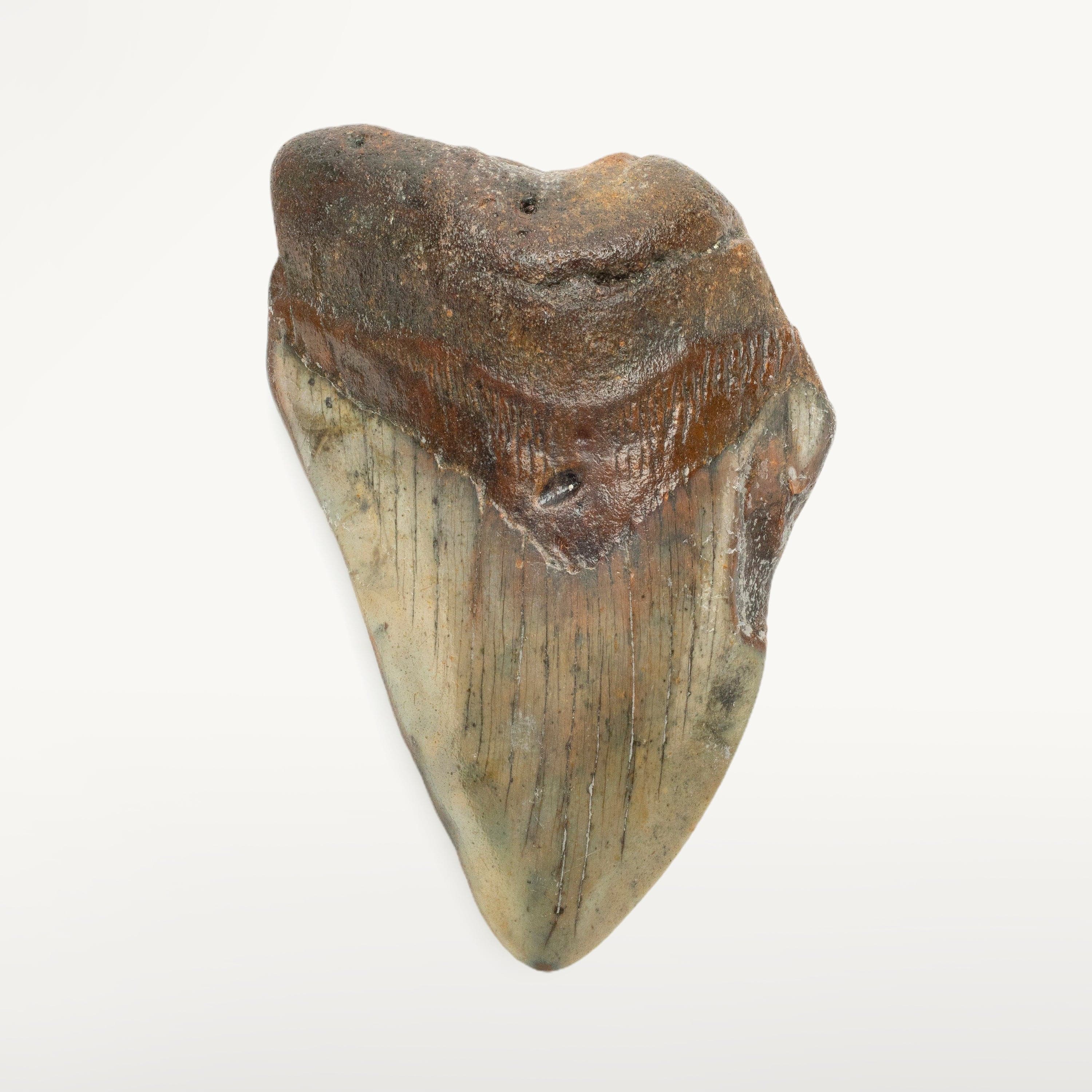 Kalifano Megalodon Teeth Megalodon Tooth from South Carolina - 3.9" ST1100.011