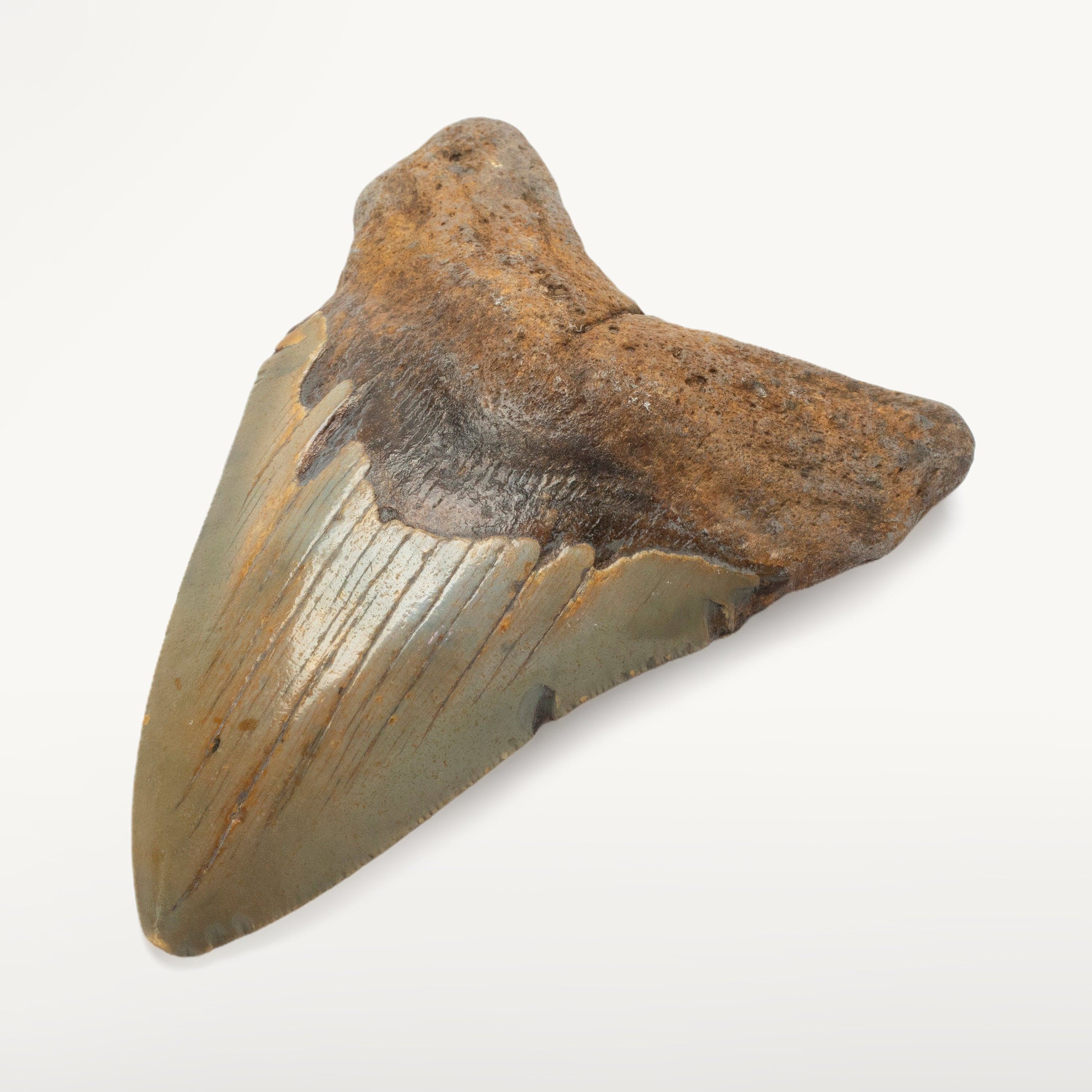 Kalifano Megalodon Teeth Megalodon Tooth from South Carolina - 3.9" ST1600.034