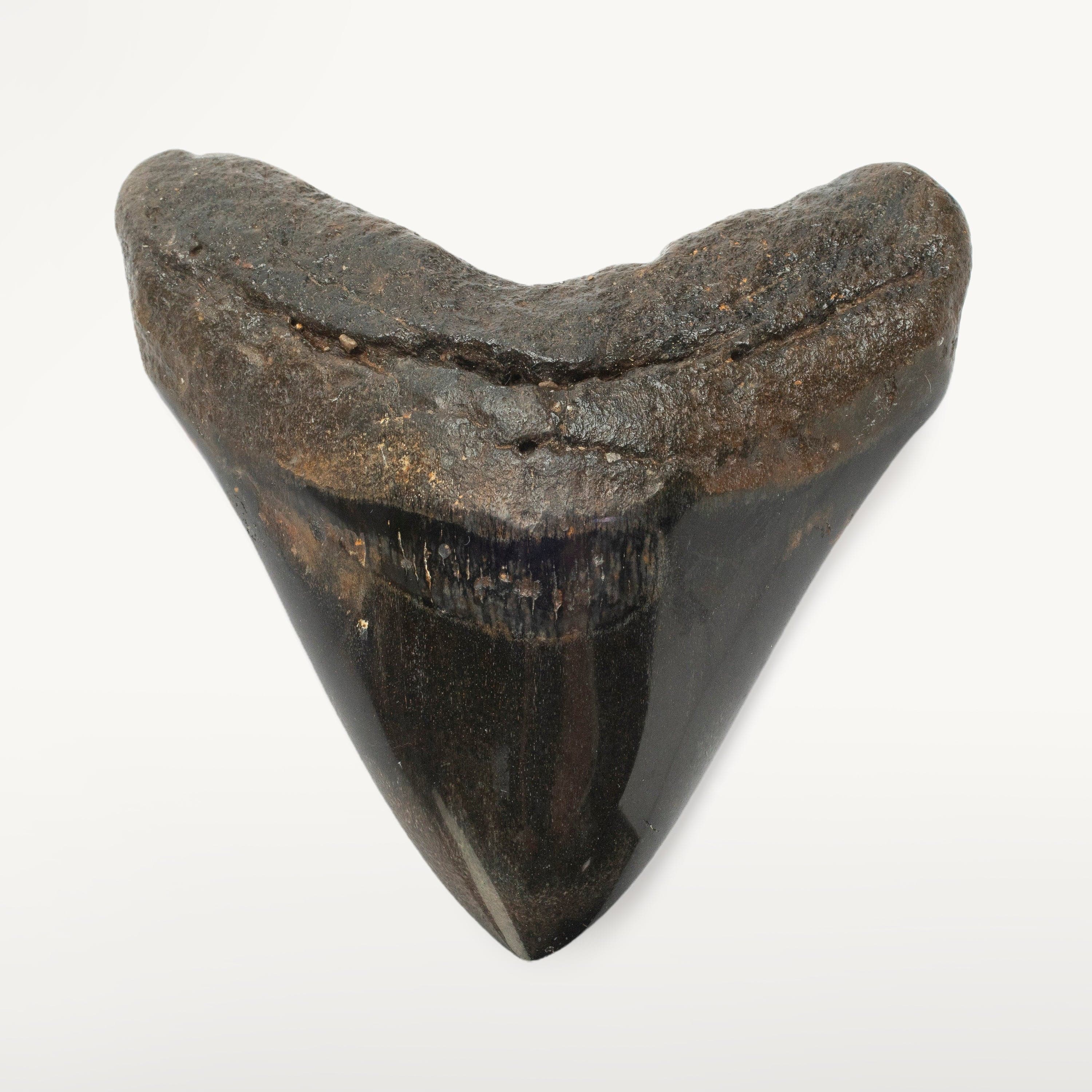 Kalifano Megalodon Teeth Megalodon Tooth from South Carolina - 4.0" ST2000.105