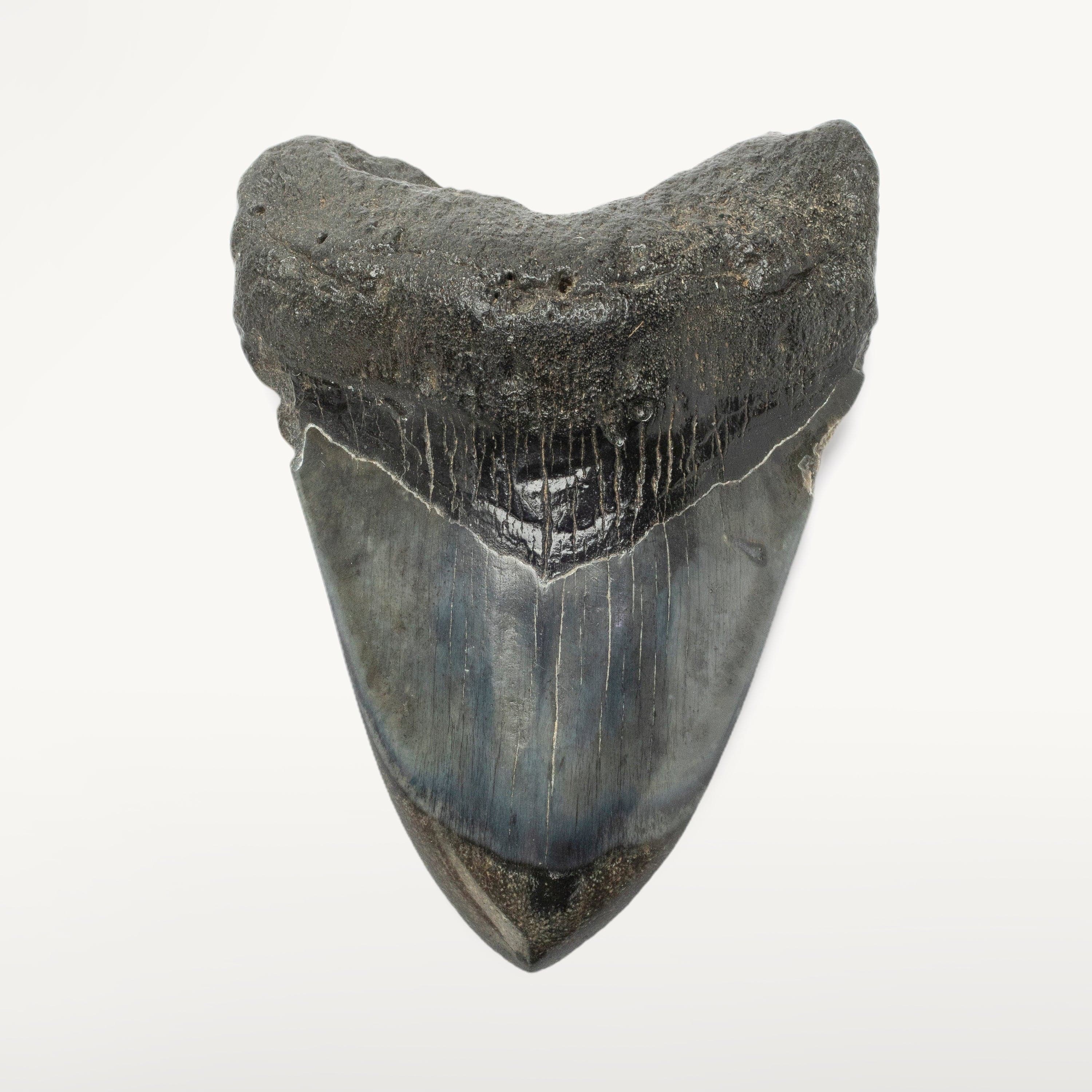 Kalifano Megalodon Teeth Megalodon Tooth from South Carolina - 4.0" ST2000.125