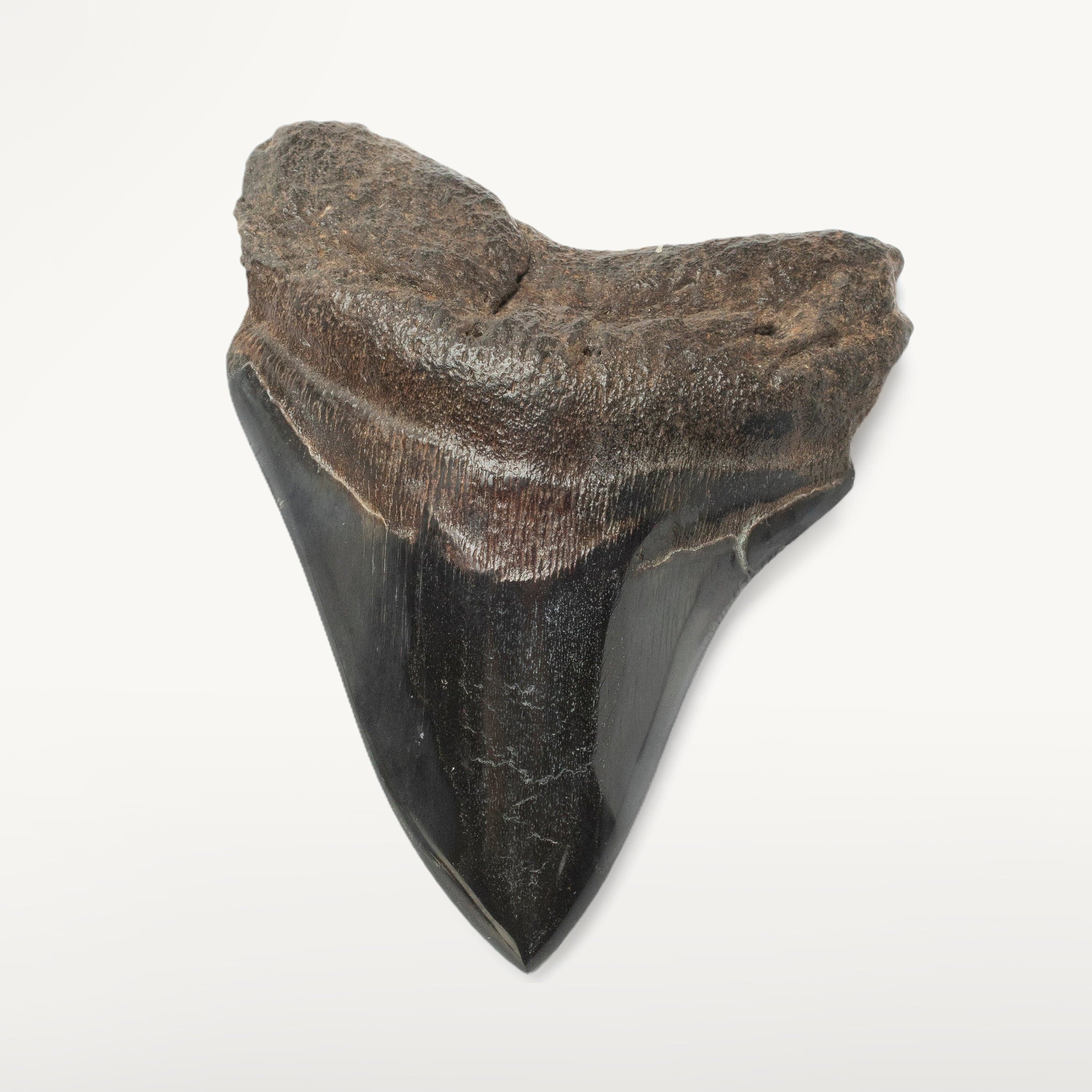 Kalifano Megalodon Teeth Megalodon Tooth from South Carolina - 4.1" ST2000.120