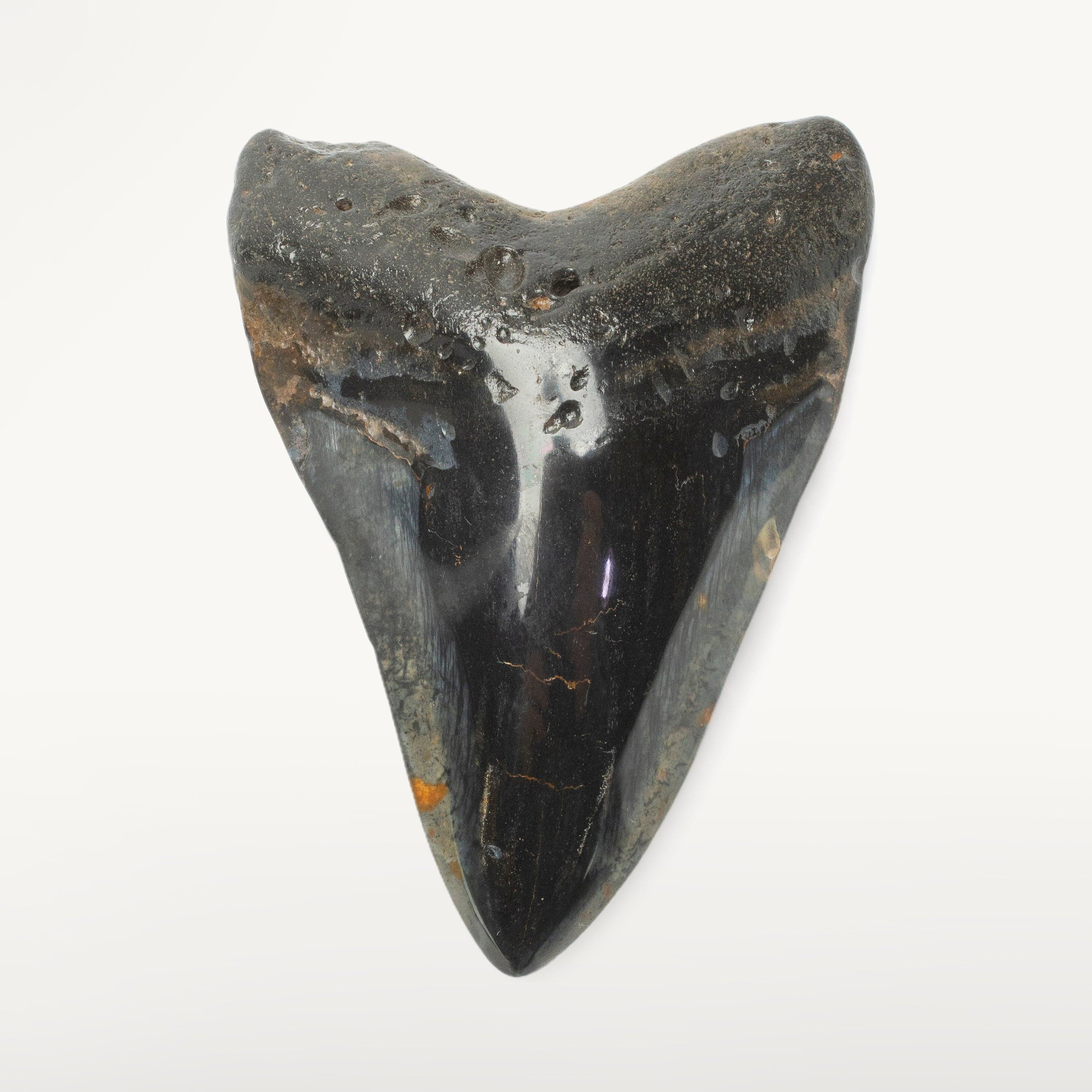 Kalifano Megalodon Teeth Megalodon Tooth from South Carolina - 4.1" ST2000.124
