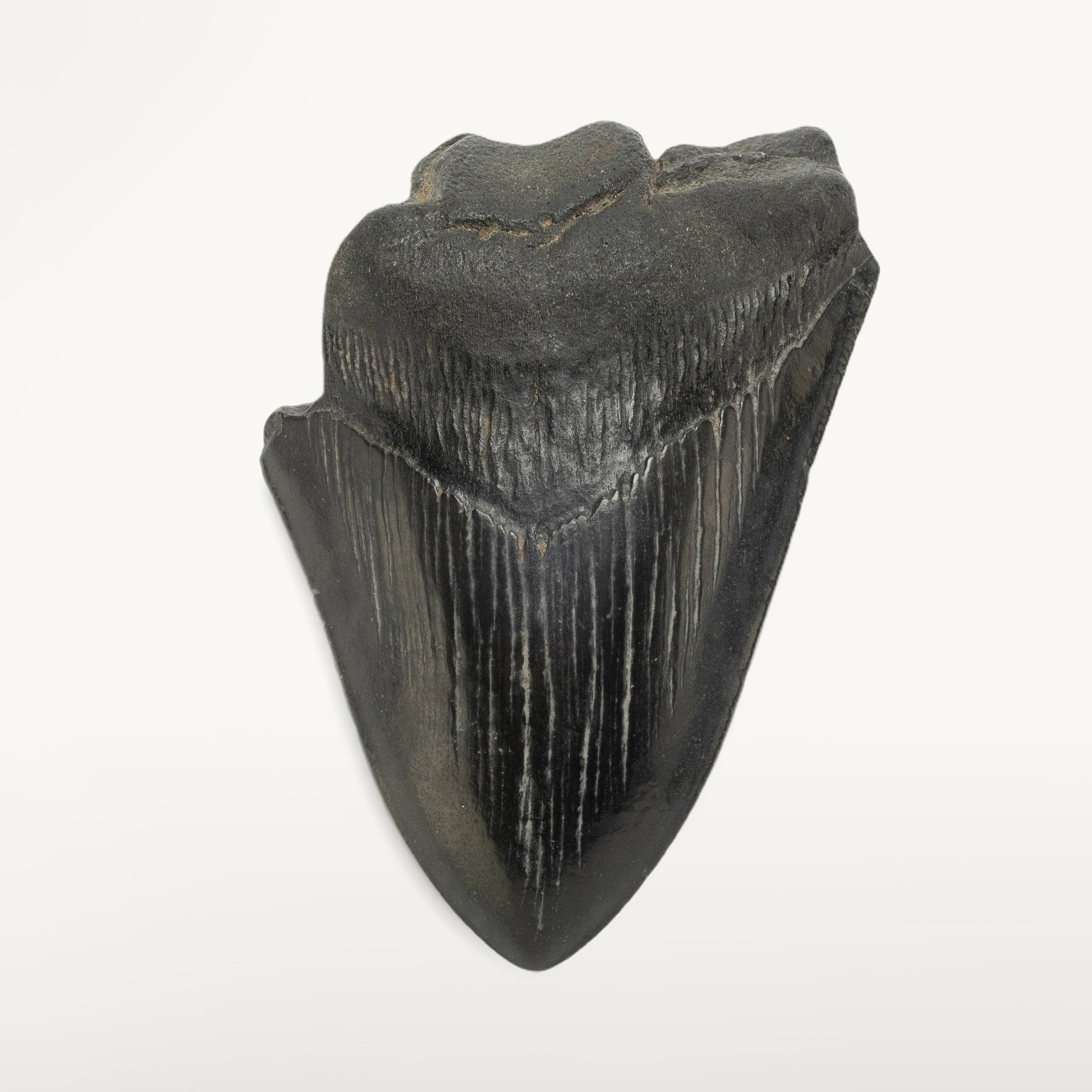 Kalifano Megalodon Teeth Megalodon Tooth from South Carolina - 4.2" ST1200.033