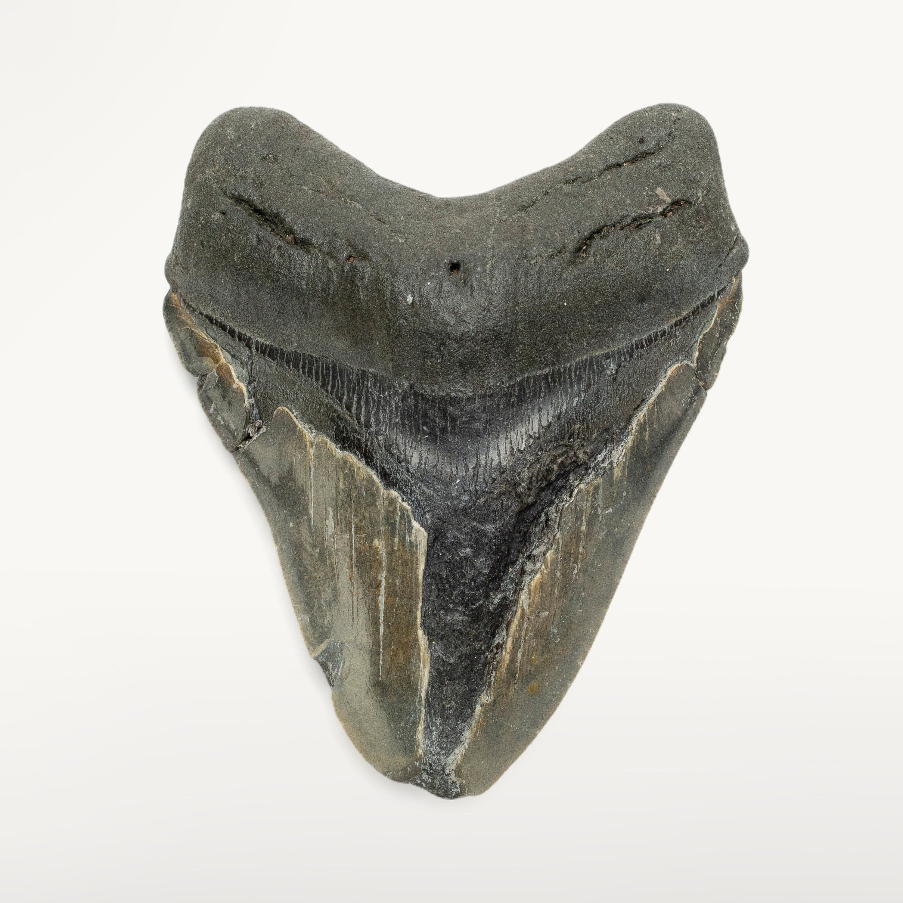 Kalifano Megalodon Teeth Megalodon Tooth from South Carolina - 4.2" ST1200.038