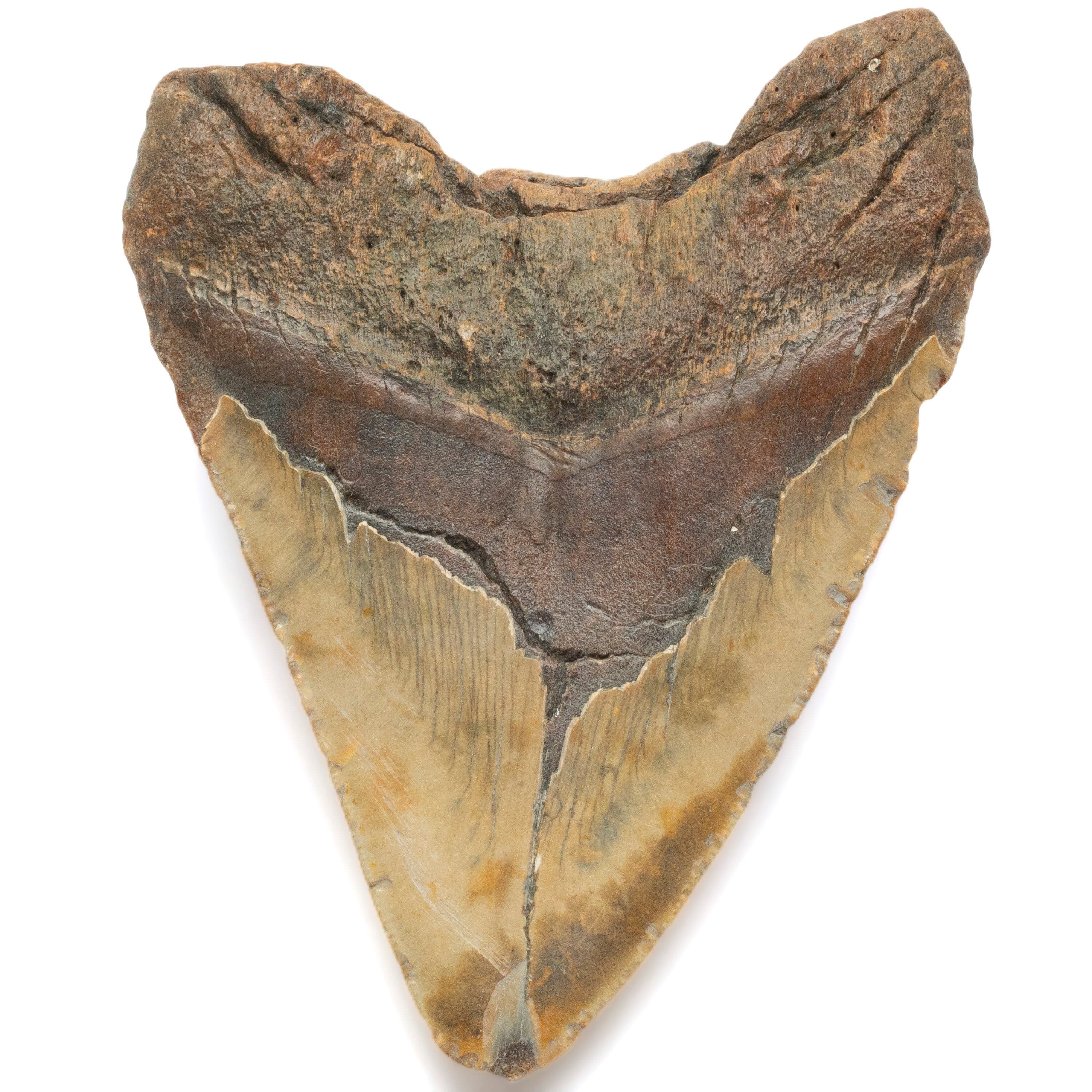 Kalifano Megalodon Teeth Megalodon Tooth from South Carolina - 4.2" ST2800.003