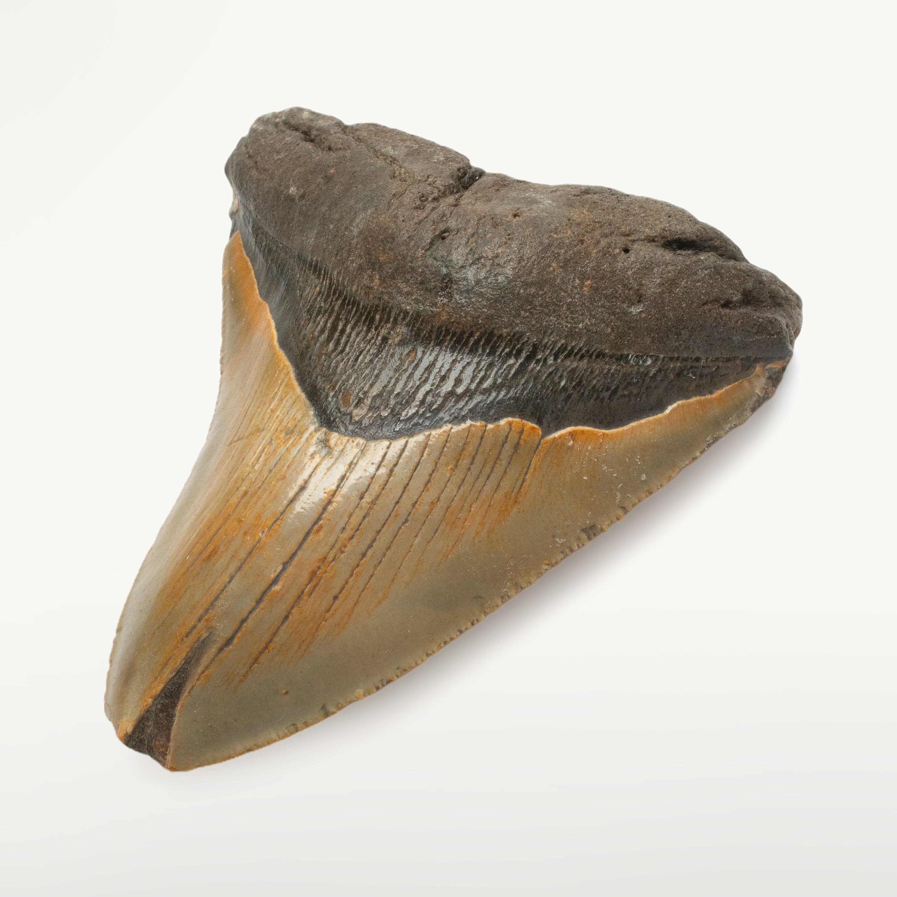 Kalifano Megalodon Teeth Megalodon Tooth from South Carolina - 4.3" ST1600.057