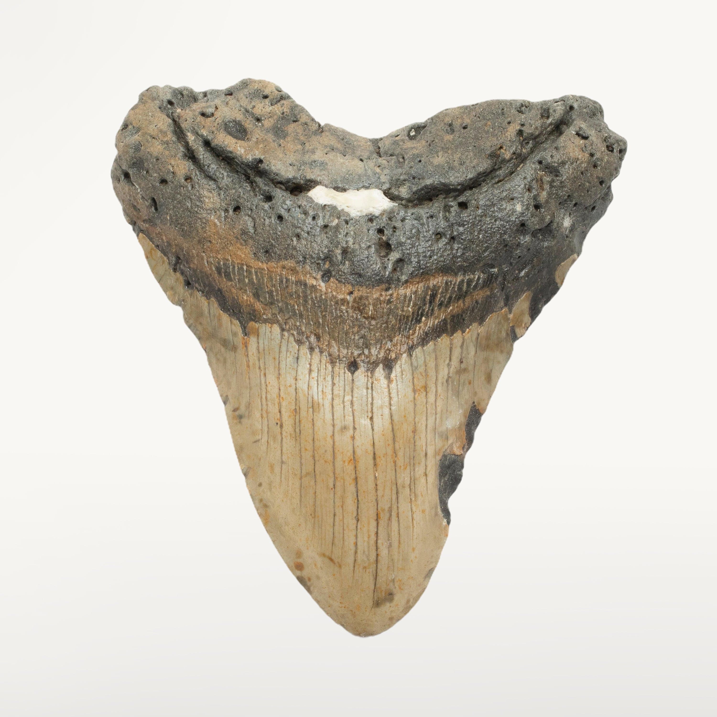 Kalifano Megalodon Teeth Megalodon Tooth from South Carolina - 5.1" ST2300.001