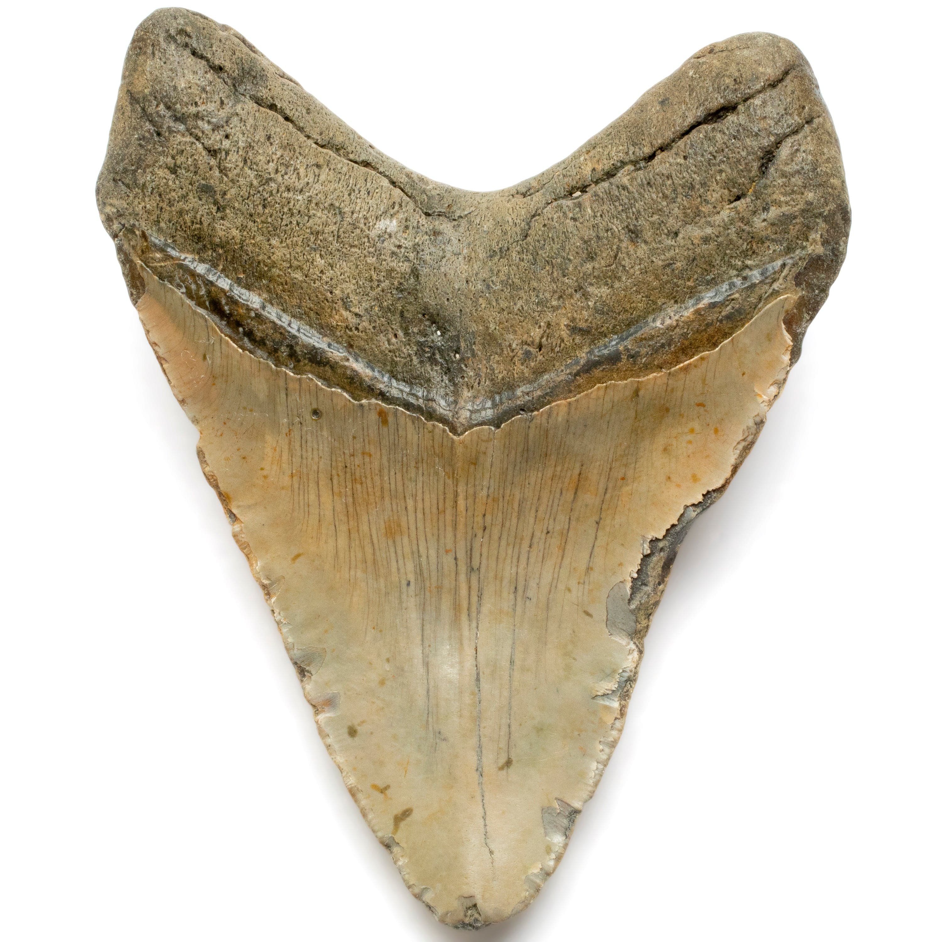 Kalifano Megalodon Teeth Megalodon Tooth from South Carolina - 5.3" ST2000.131