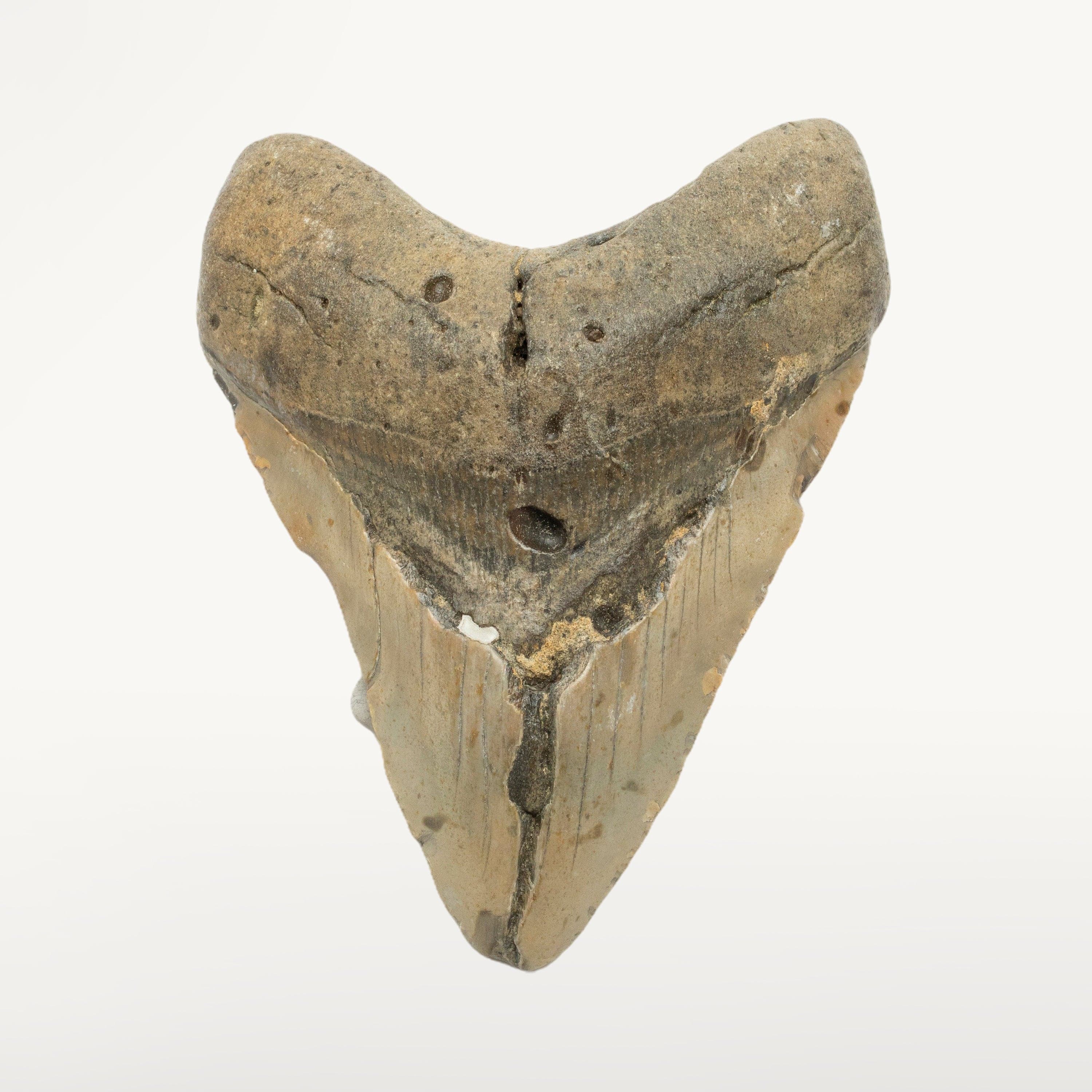 Kalifano Megalodon Teeth Megalodon Tooth from South Carolina - 5.3" ST2000.131