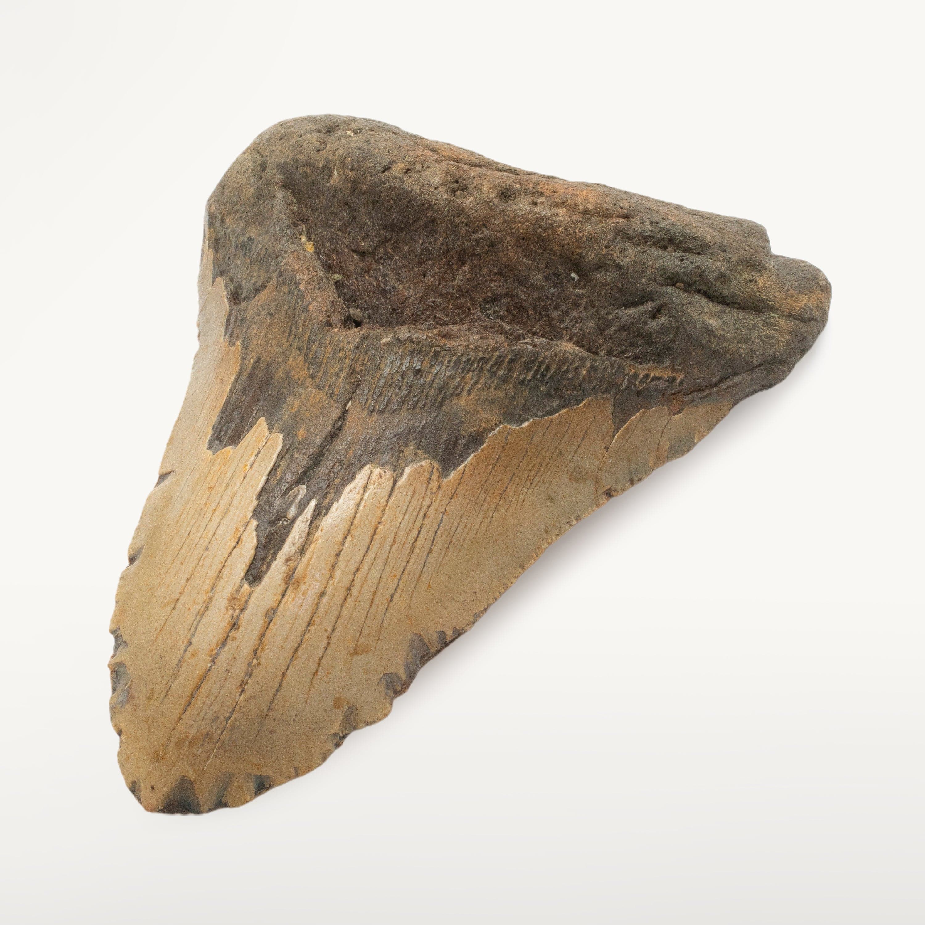 Kalifano Megalodon Teeth Megalodon Tooth from South Carolina - 5.4" ST2000.132
