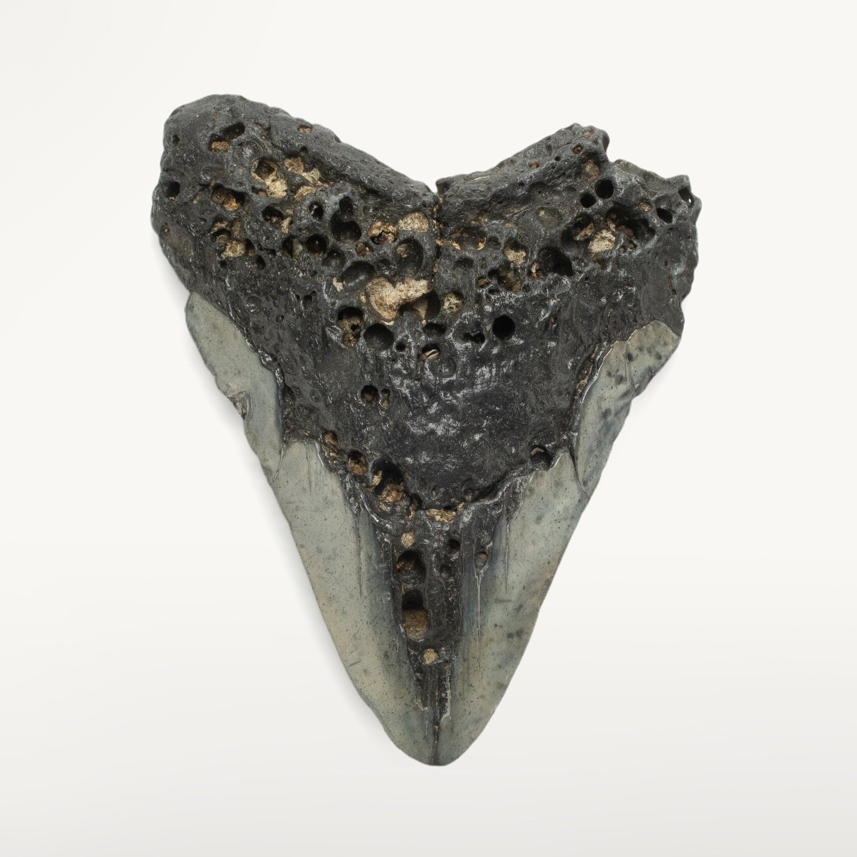 Kalifano Megalodon Teeth Megalodon Tooth from South Carolina - 5.5" ST1600.060
