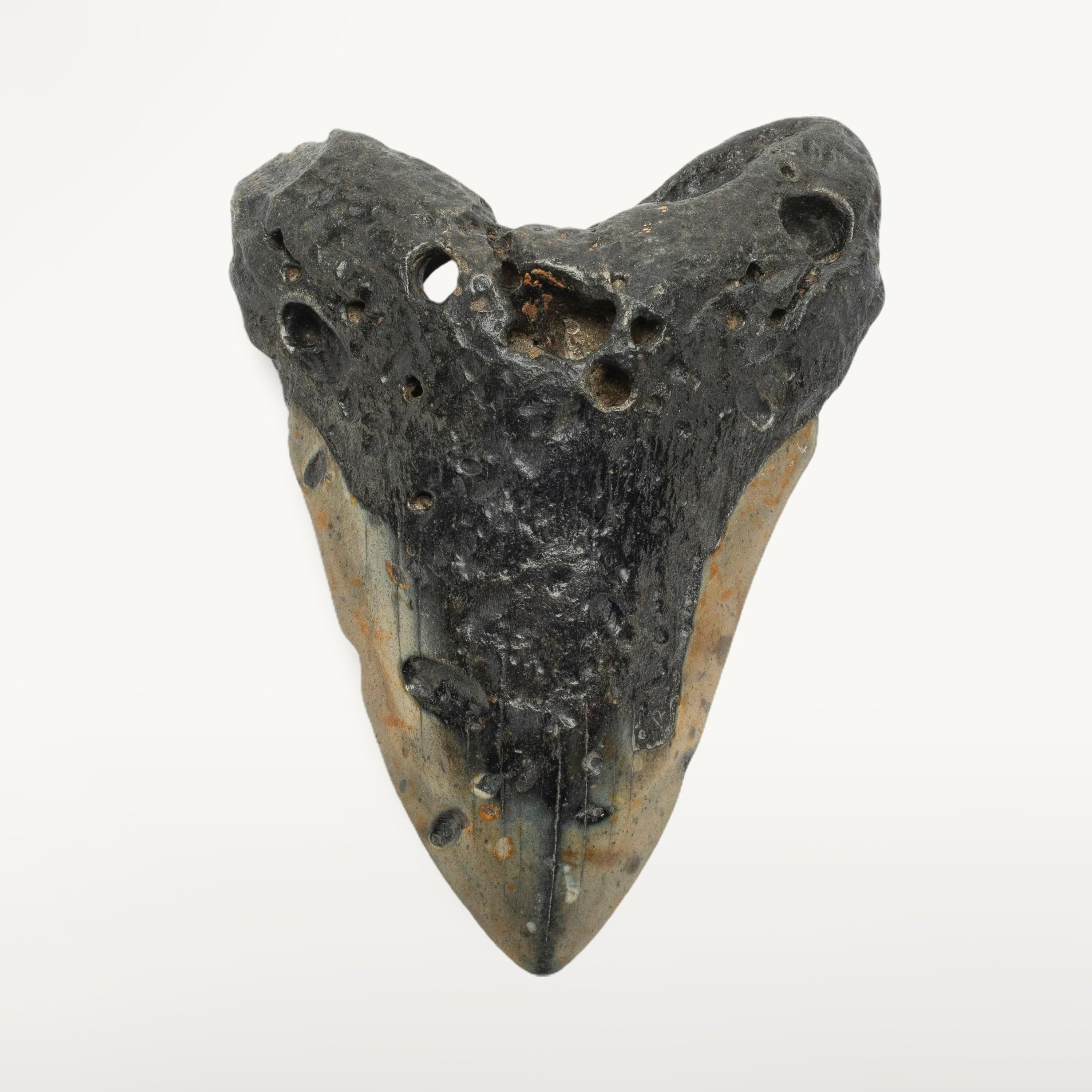 Kalifano Megalodon Teeth Megalodon Tooth from South Carolina - 5.5" ST2100.005