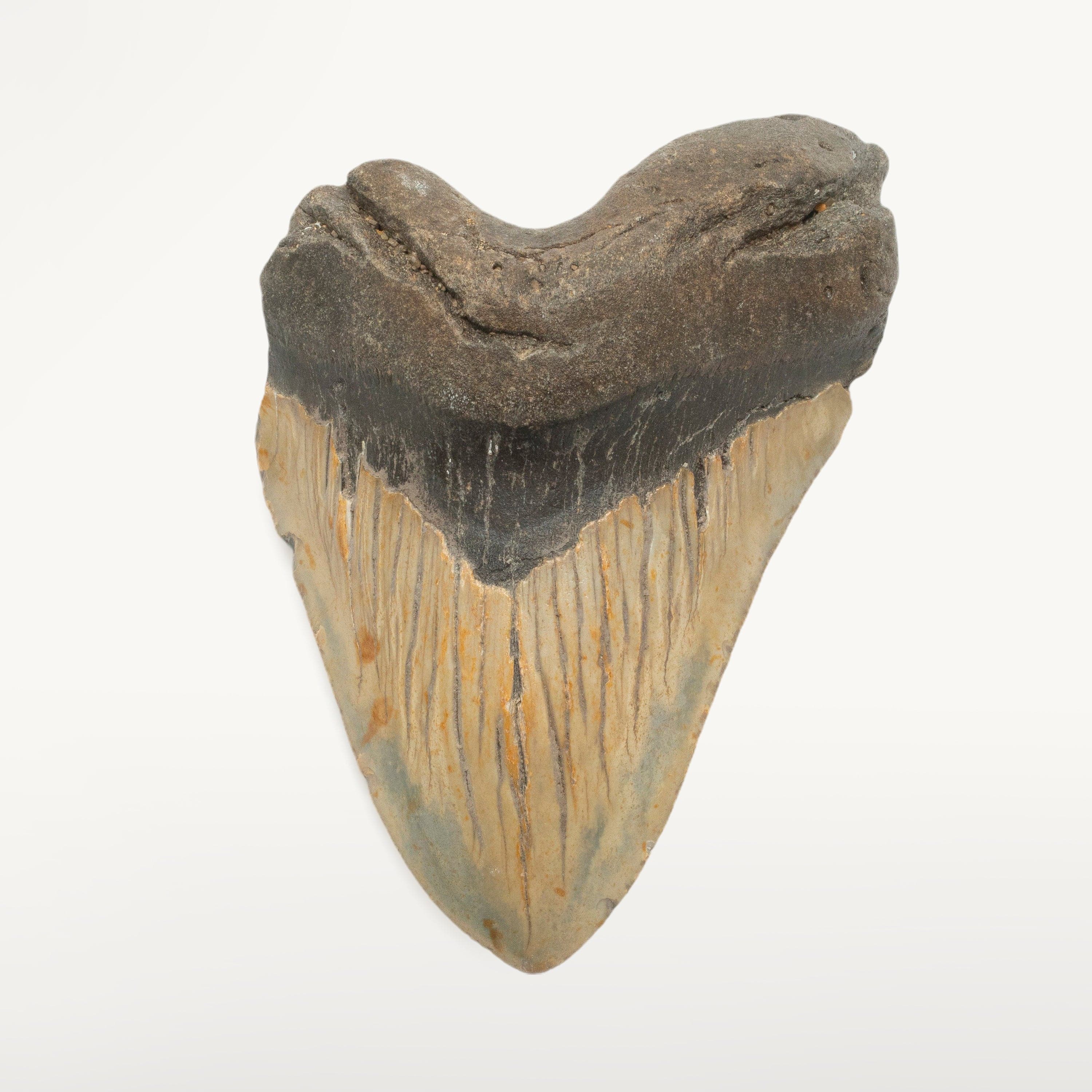 Kalifano Megalodon Teeth Megalodon Tooth from South Carolina - 5.5" ST2800.002