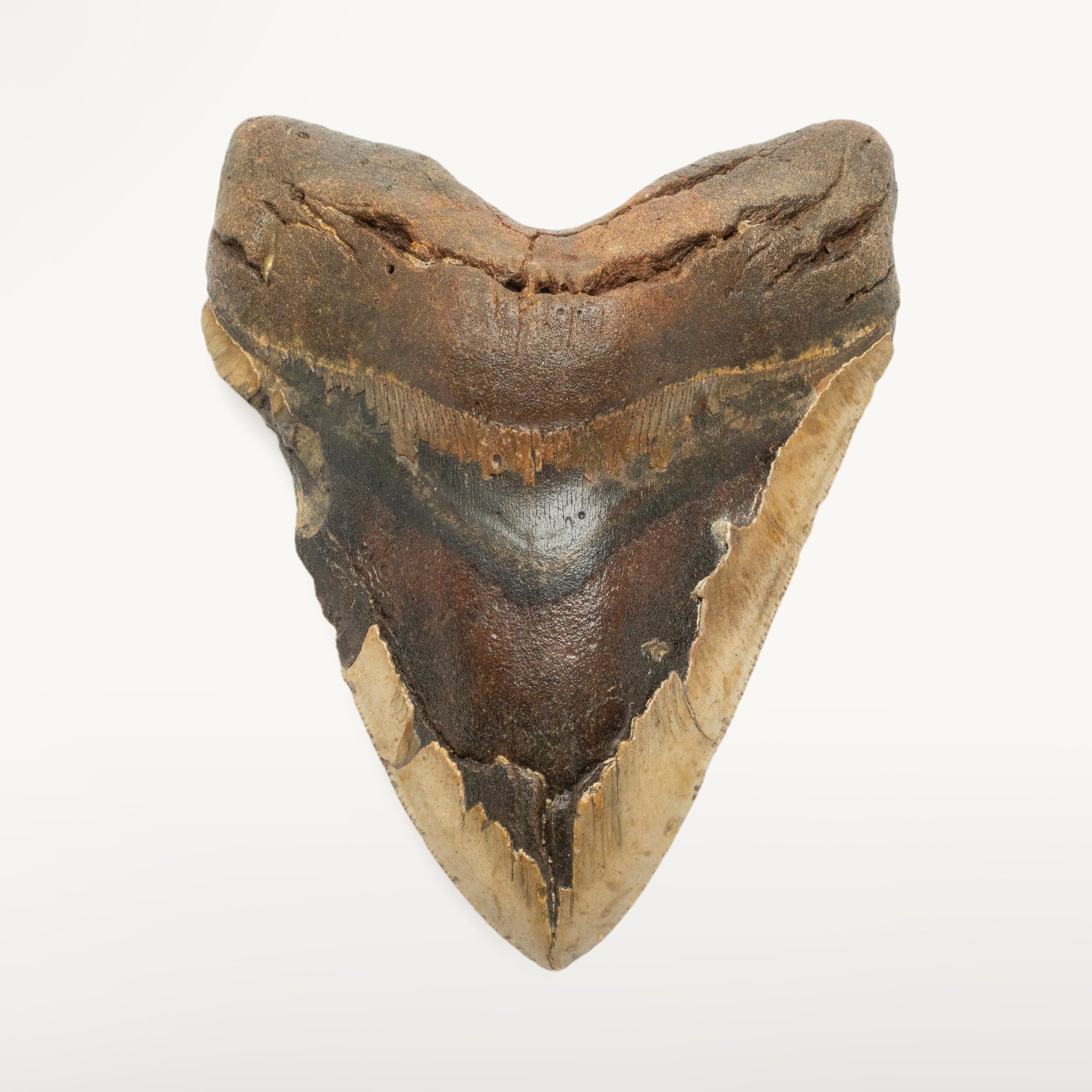 Kalifano Megalodon Teeth Megalodon Tooth from South Carolina - 5.6" ST2100.008