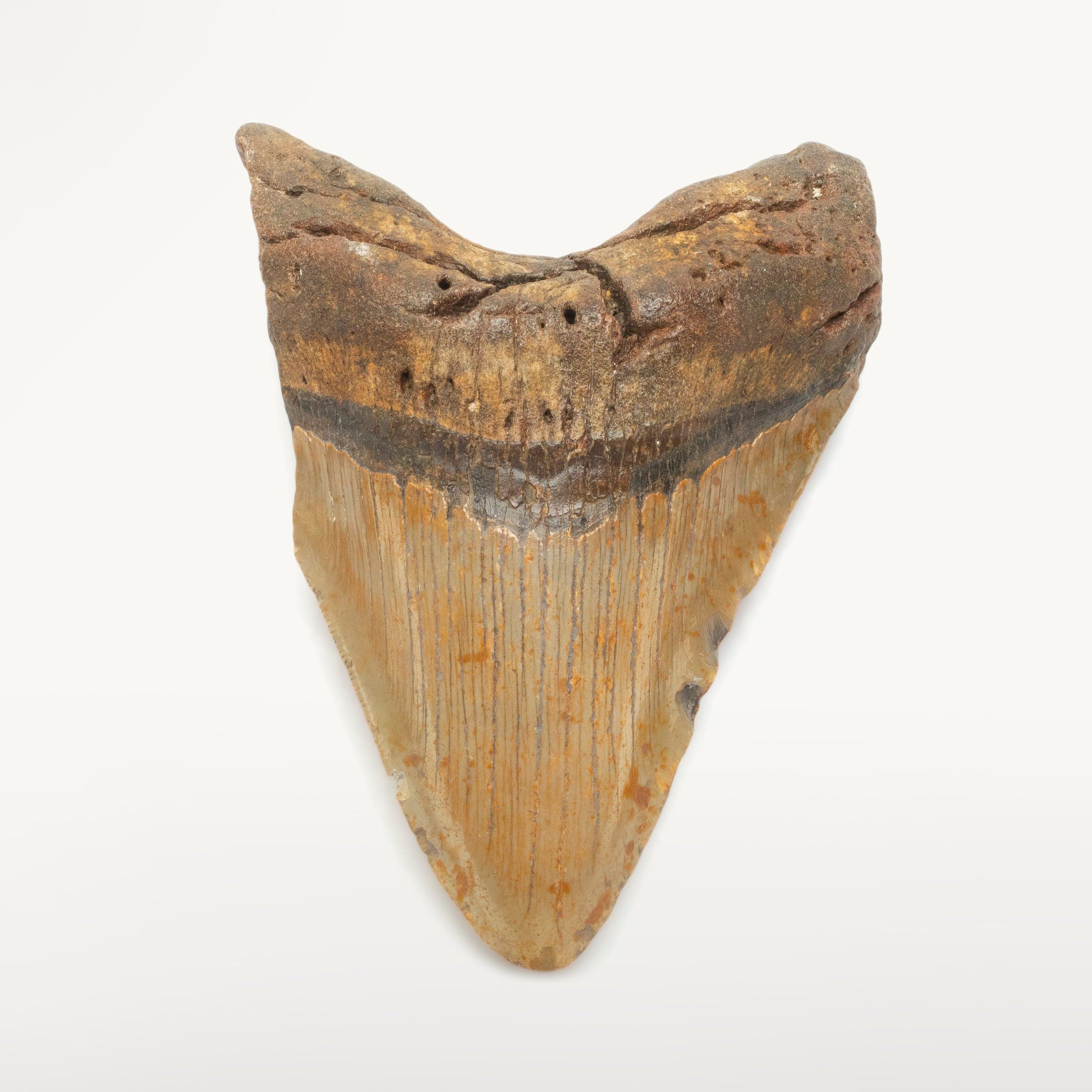 Kalifano Megalodon Teeth Megalodon Tooth from South Carolina - 5" ST2000.130