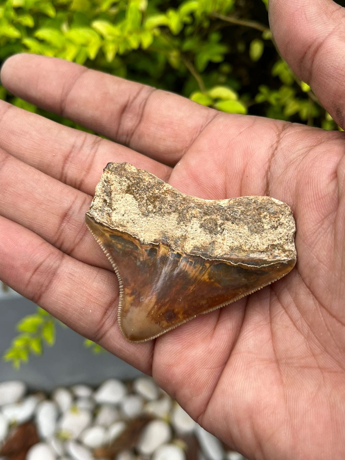 KALIFANO Megalodon Teeth Natural Megalodon Tooth from Indonesia - 2.2 in IST700.010