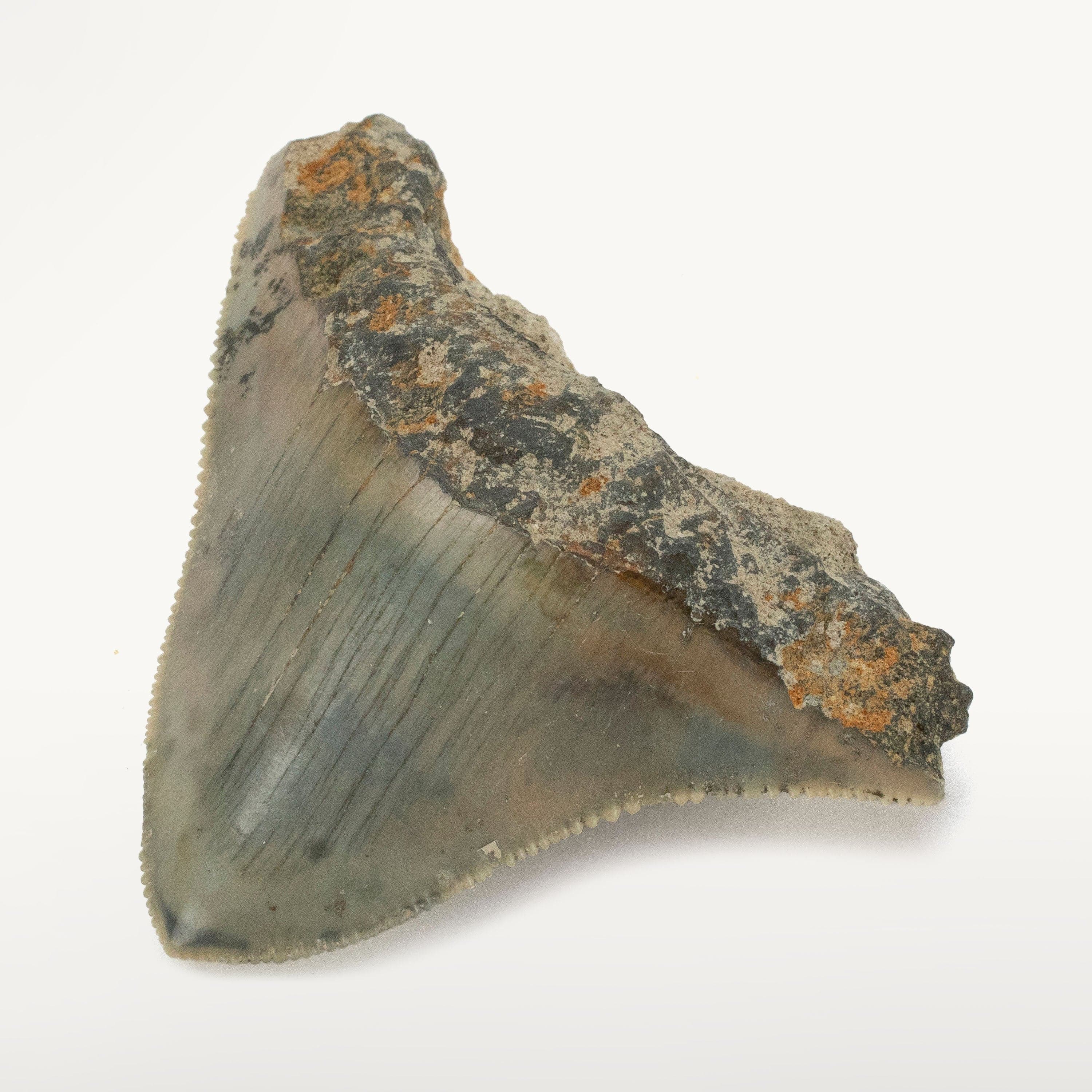 Kalifano Megalodon Teeth Natural Megalodon Tooth from Indonesia - 2.2" IST700.001