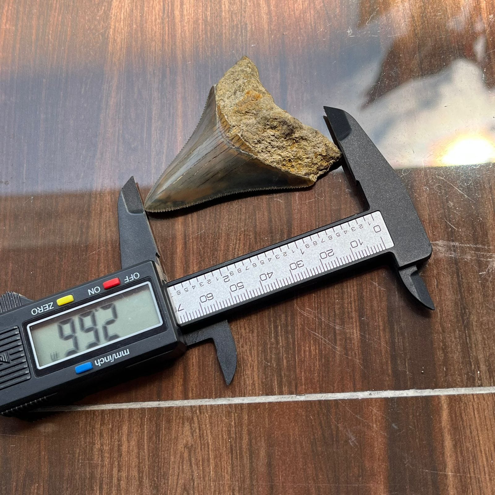 KALIFANO Megalodon Teeth Natural Megalodon Tooth from Indonesia - 2 in IST1600.012