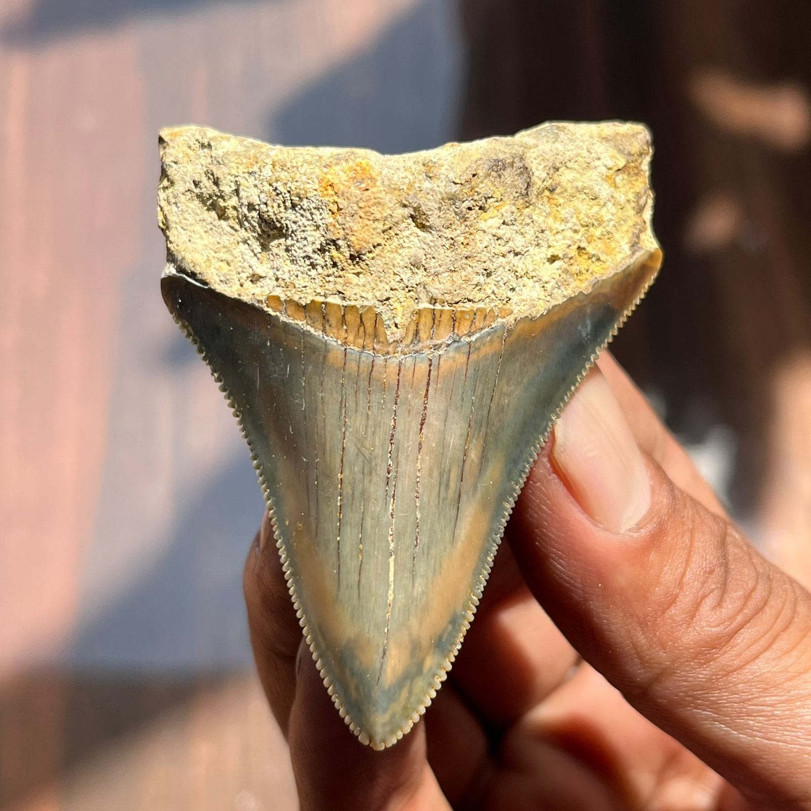 KALIFANO Megalodon Teeth Natural Megalodon Tooth from Indonesia - 2 in IST1600.012