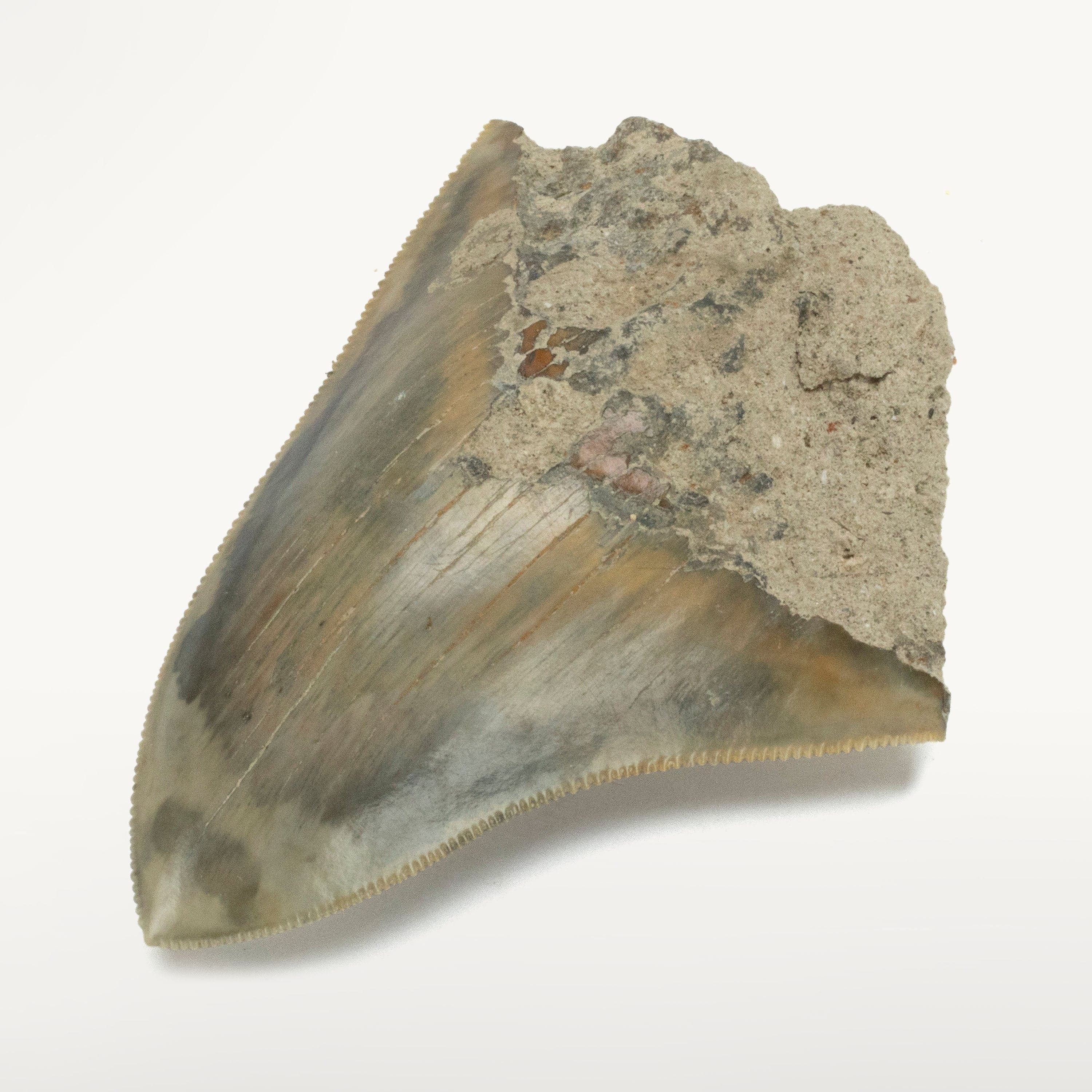 Kalifano Megalodon Teeth Natural Megalodon Tooth from Indonesia - 3" IST700.007
