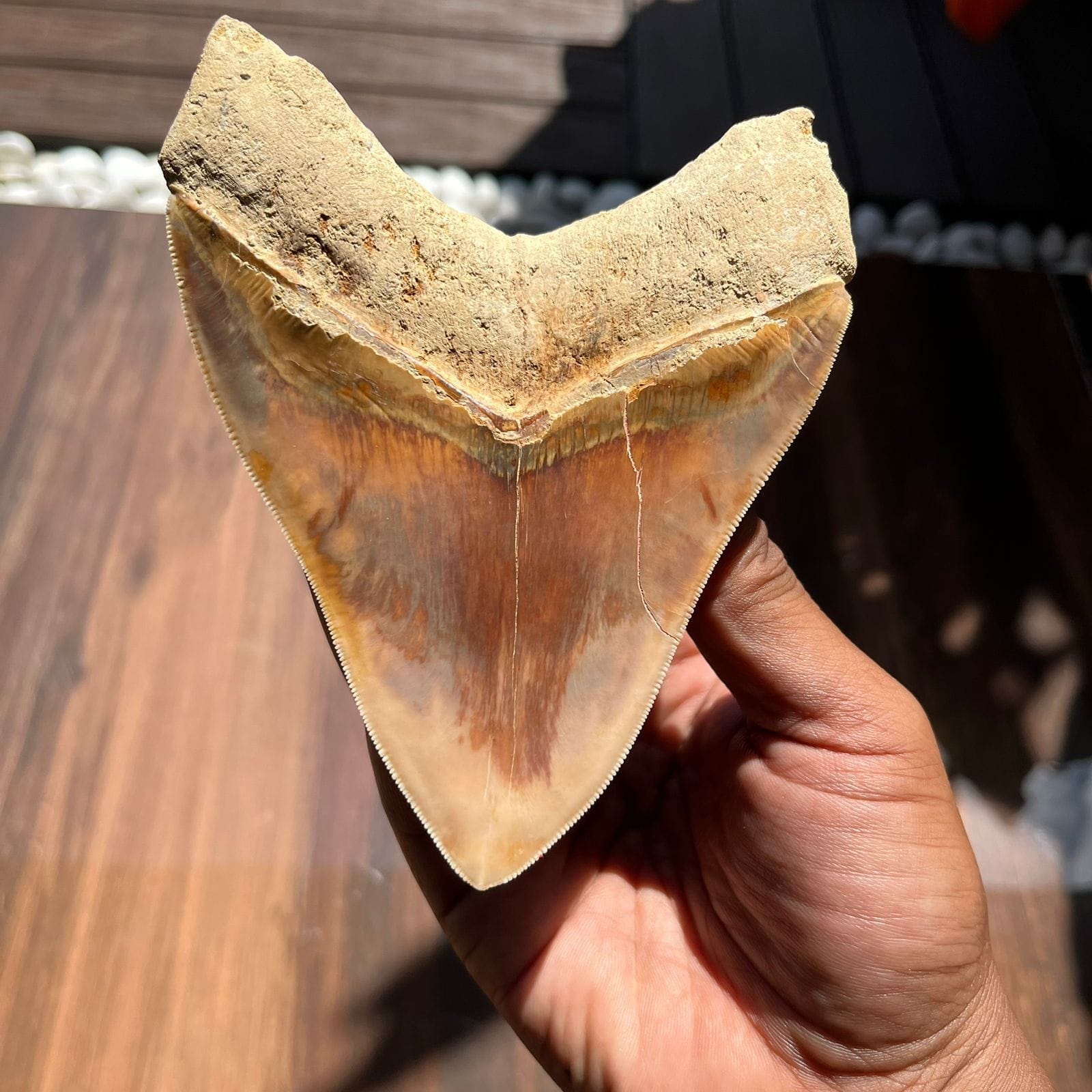 KALIFANO Megalodon Teeth Natural Megalodon Tooth from Indonesia - 4.2 in IST4200.002
