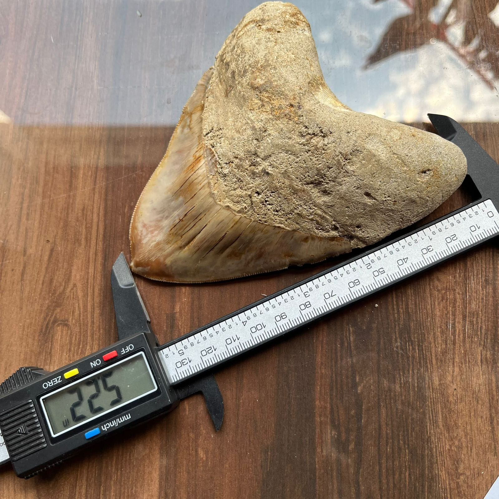 KALIFANO Megalodon Teeth Natural Megalodon Tooth from Indonesia - 4.4 in IST5000.003