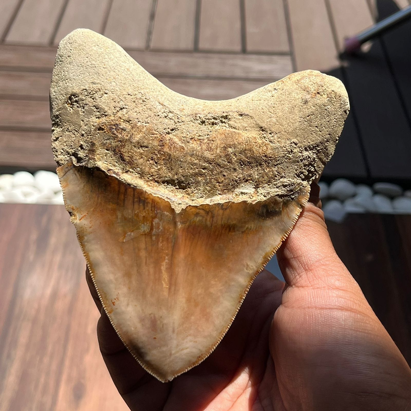 KALIFANO Megalodon Teeth Natural Megalodon Tooth from Indonesia - 4.4 in IST5000.003