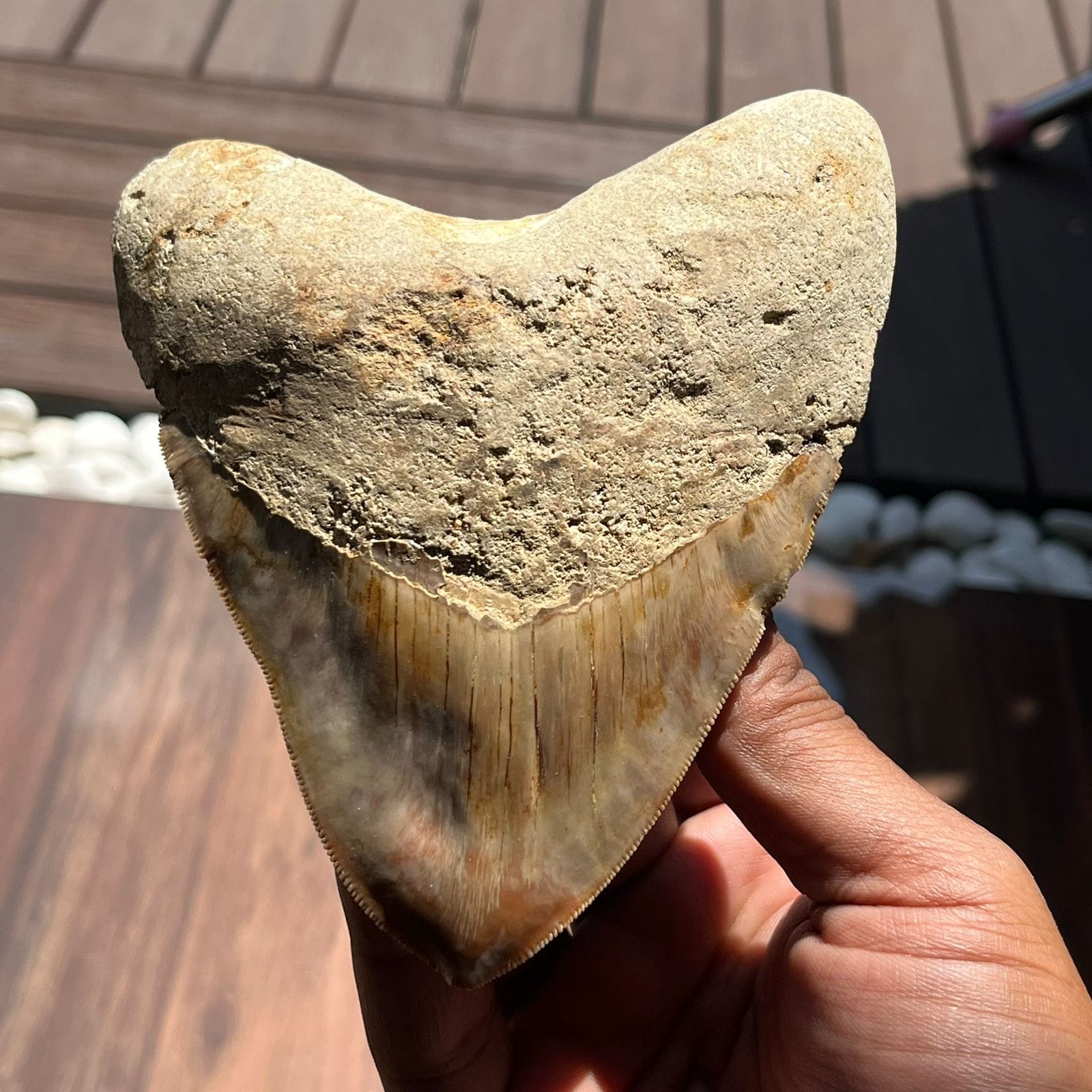 KALIFANO Megalodon Teeth Natural Megalodon Tooth from Indonesia - 4.4 in IST5000.003