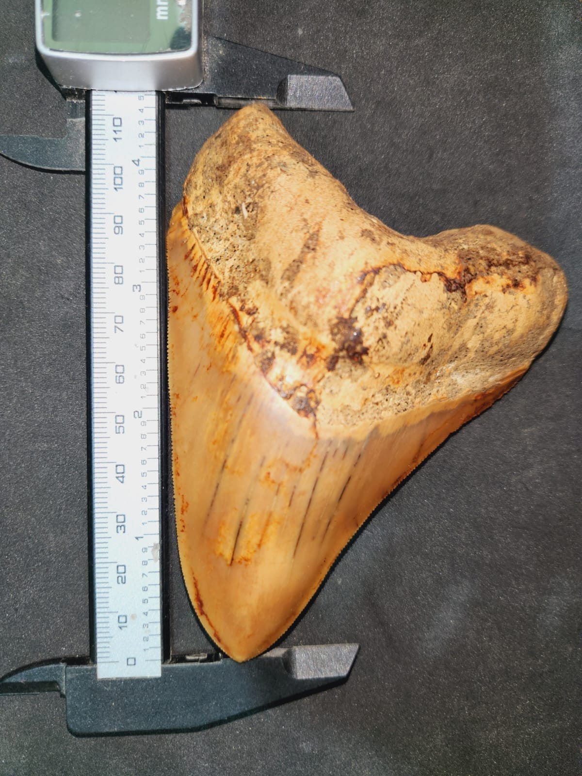 Kalifano Megalodon Teeth Natural Megalodon Tooth from Indonesia - 4.5" IST2000.004