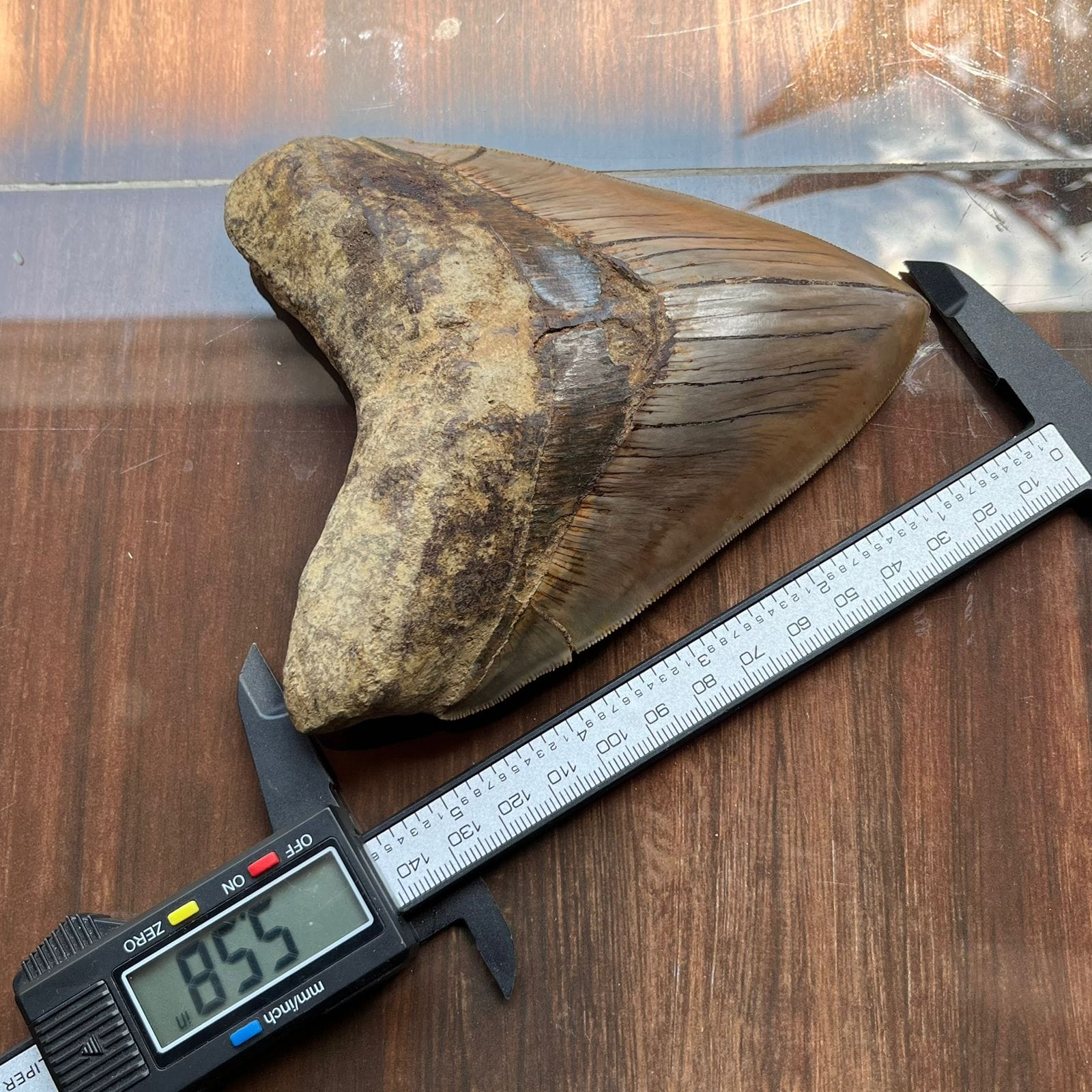 KALIFANO Megalodon Teeth Natural Megalodon Tooth from Indonesia - 4.6 in IST5000.004