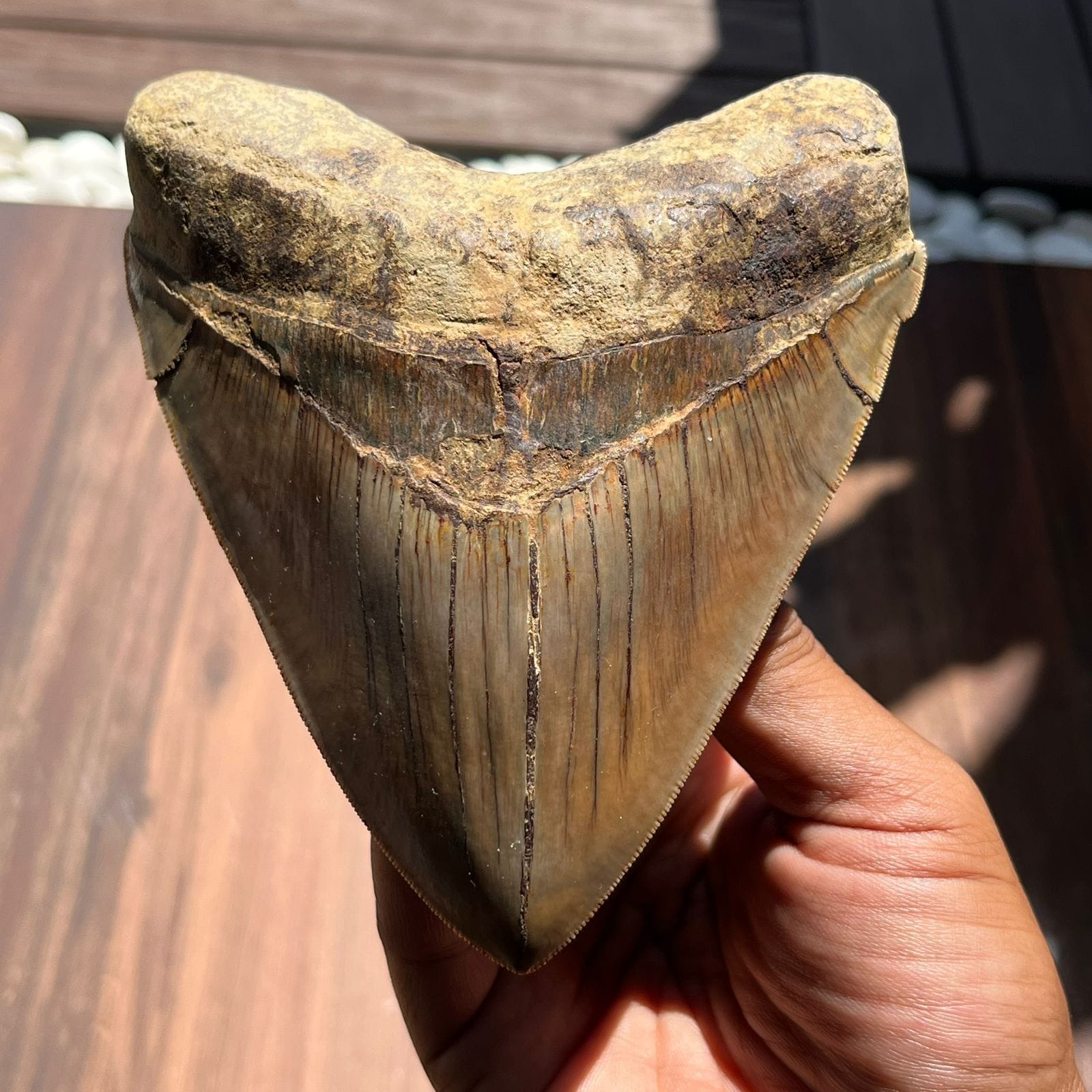 KALIFANO Megalodon Teeth Natural Megalodon Tooth from Indonesia - 4.6 in IST5000.004