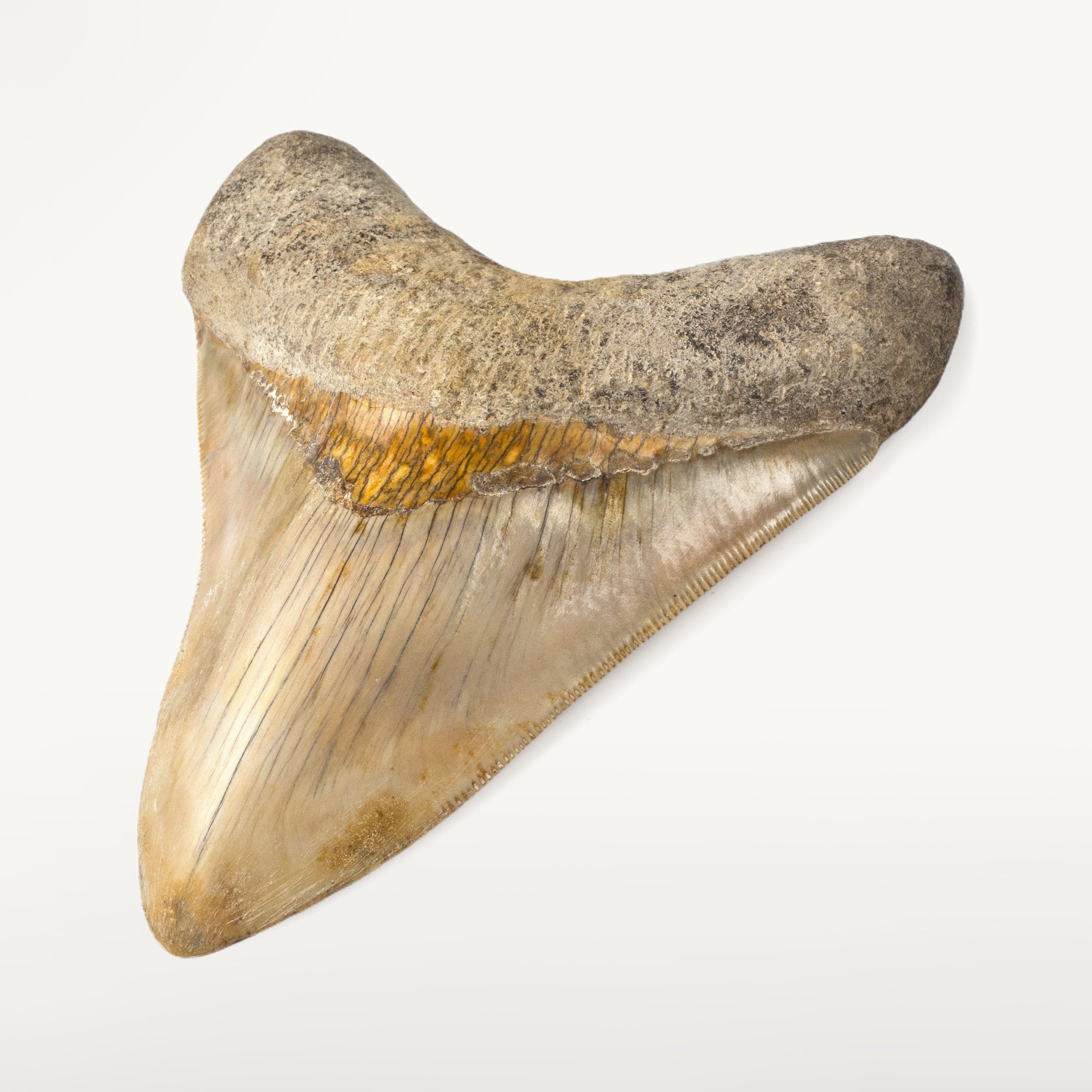 Kalifano Megalodon Teeth Natural Megalodon Tooth from Indonesia - 4.8" ST6000.001