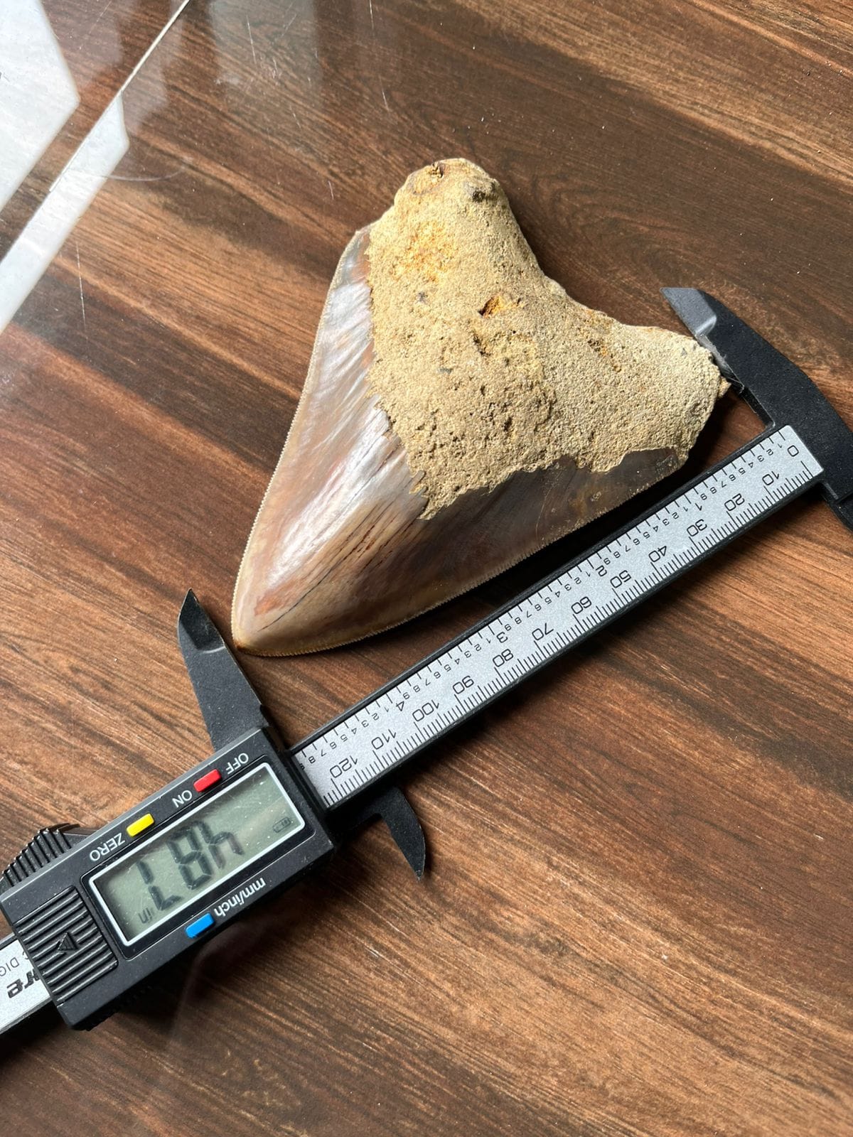 KALIFANO Megalodon Teeth Natural Megalodon Tooth from Indonesia - 4.9 in IST3100.001