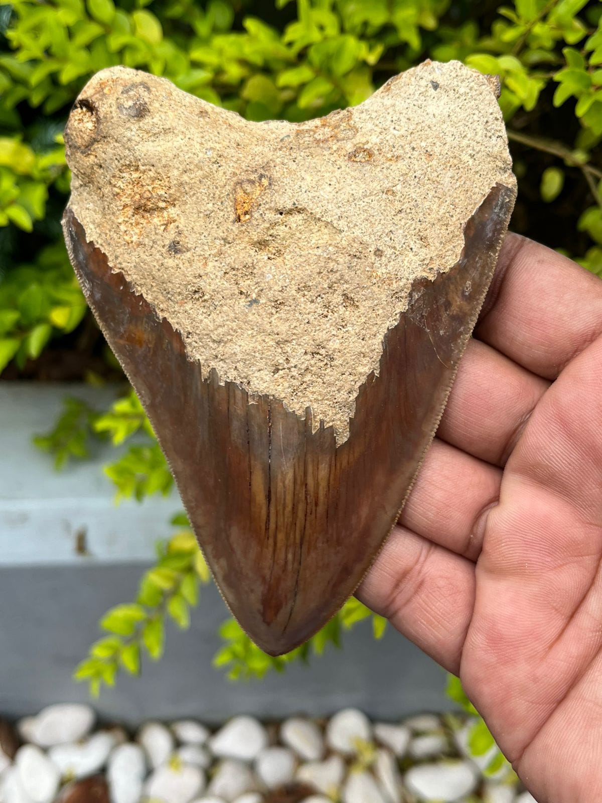 KALIFANO Megalodon Teeth Natural Megalodon Tooth from Indonesia - 4.9 in IST3100.001