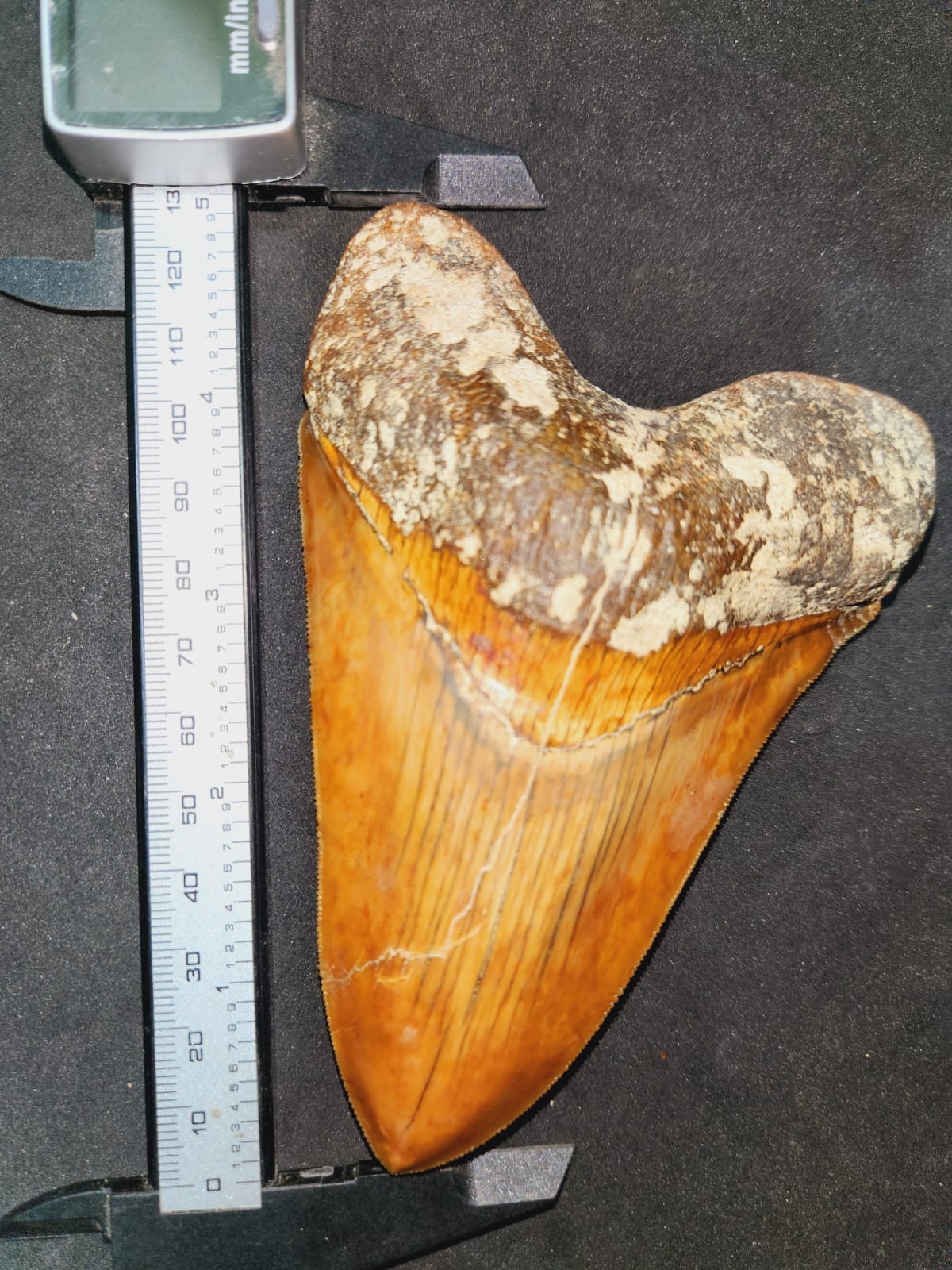 Kalifano Megalodon Teeth Natural Megalodon Tooth from Indonesia - 5.02" IST2000.002