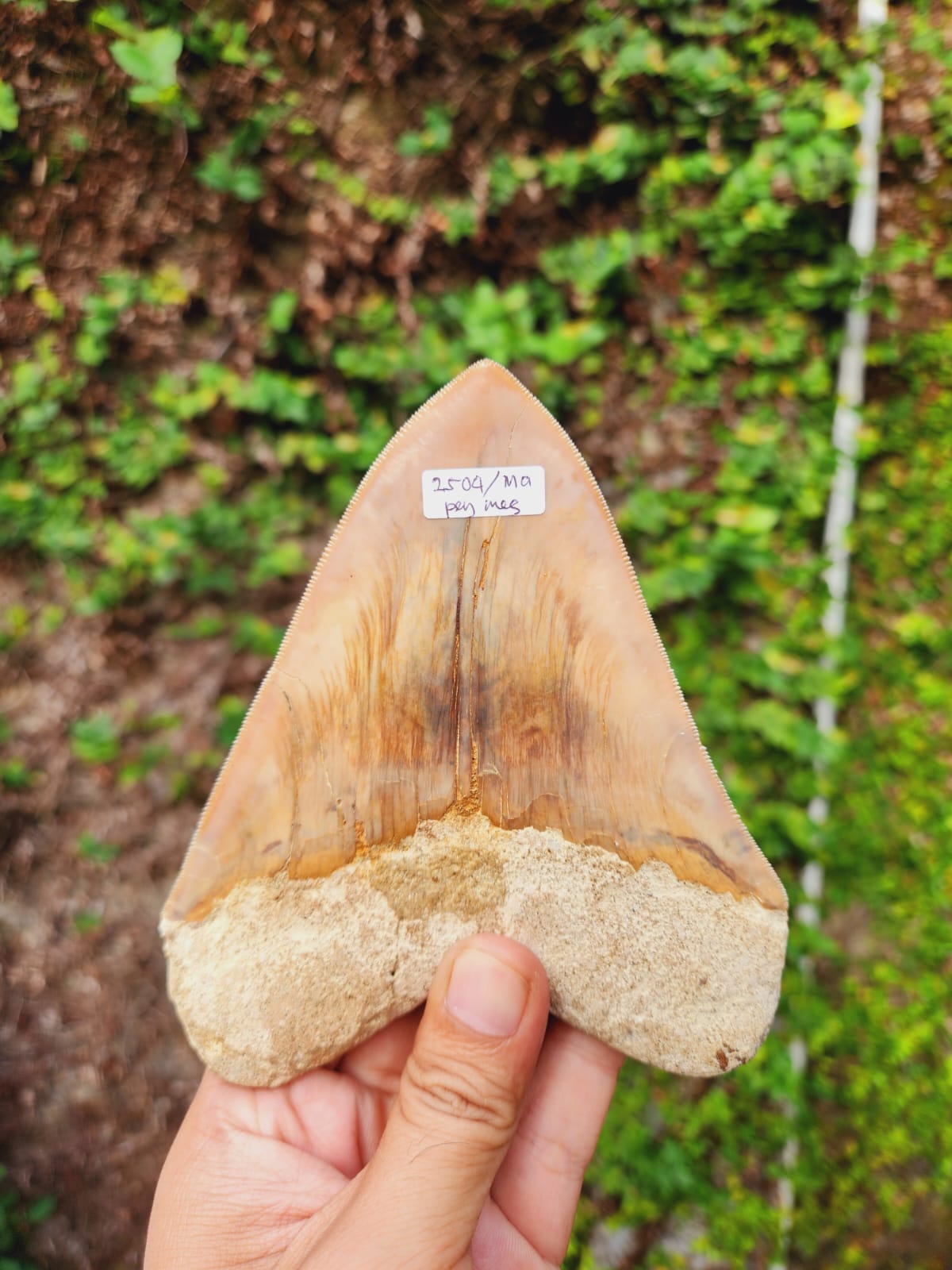 Kalifano Megalodon Teeth Natural Megalodon Tooth from Indonesia - 5.23" IST3600.024