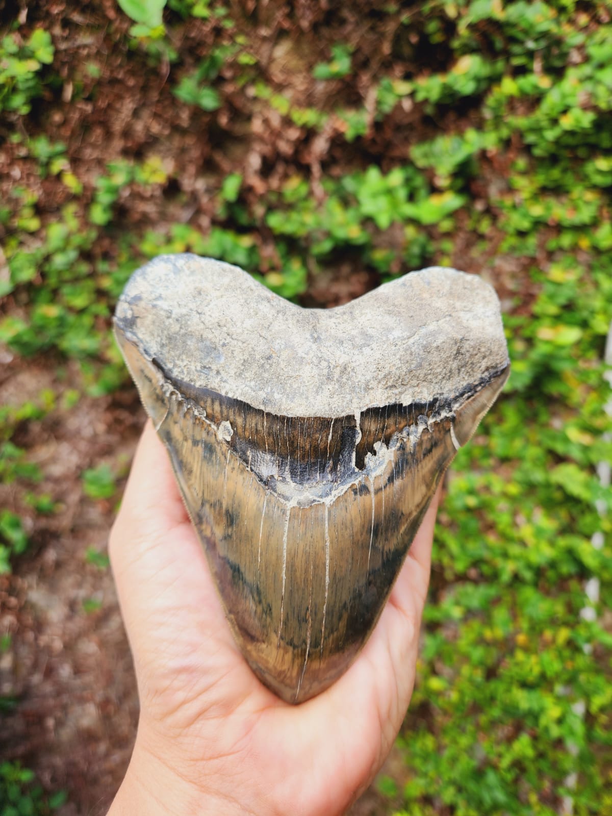 Kalifano Megalodon Teeth Natural Megalodon Tooth from Indonesia - 5.3" IST4000.003