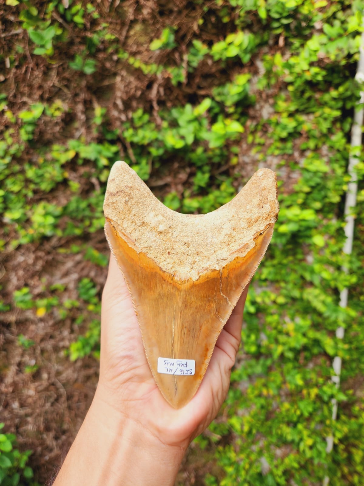 Kalifano Megalodon Teeth Natural Megalodon Tooth from Indonesia - 5.4" IST3000.012