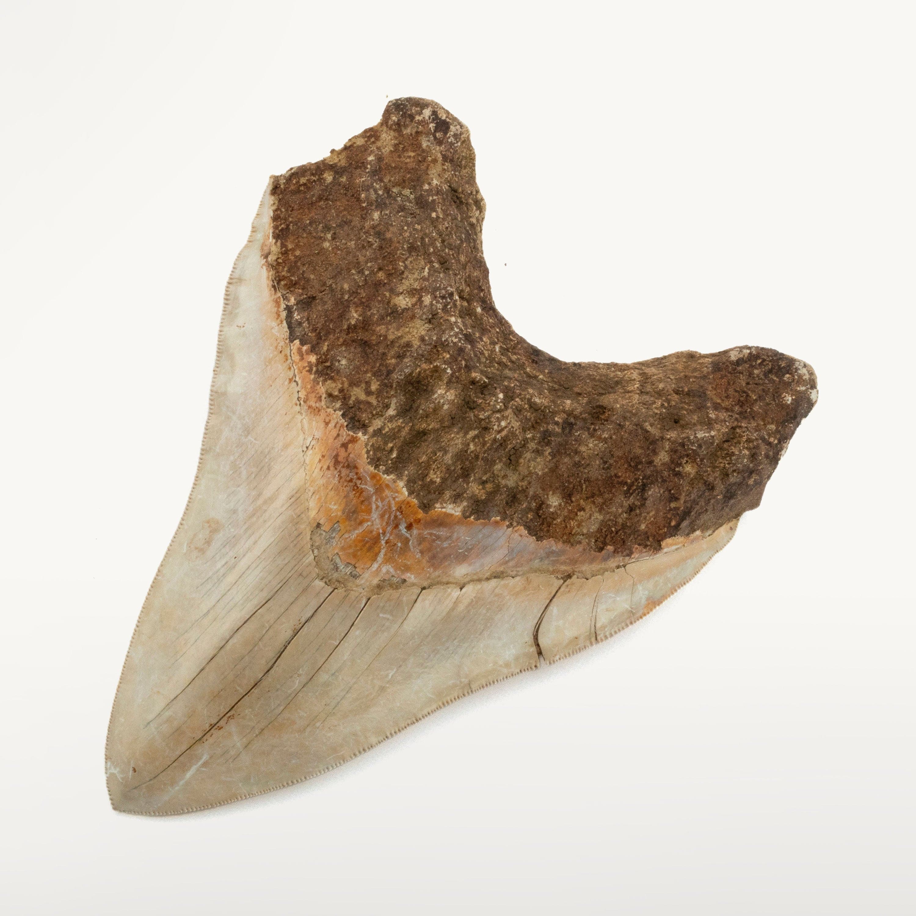 Kalifano Megalodon Teeth Natural Megalodon Tooth from Indonesia - 5.9" IST4800.015