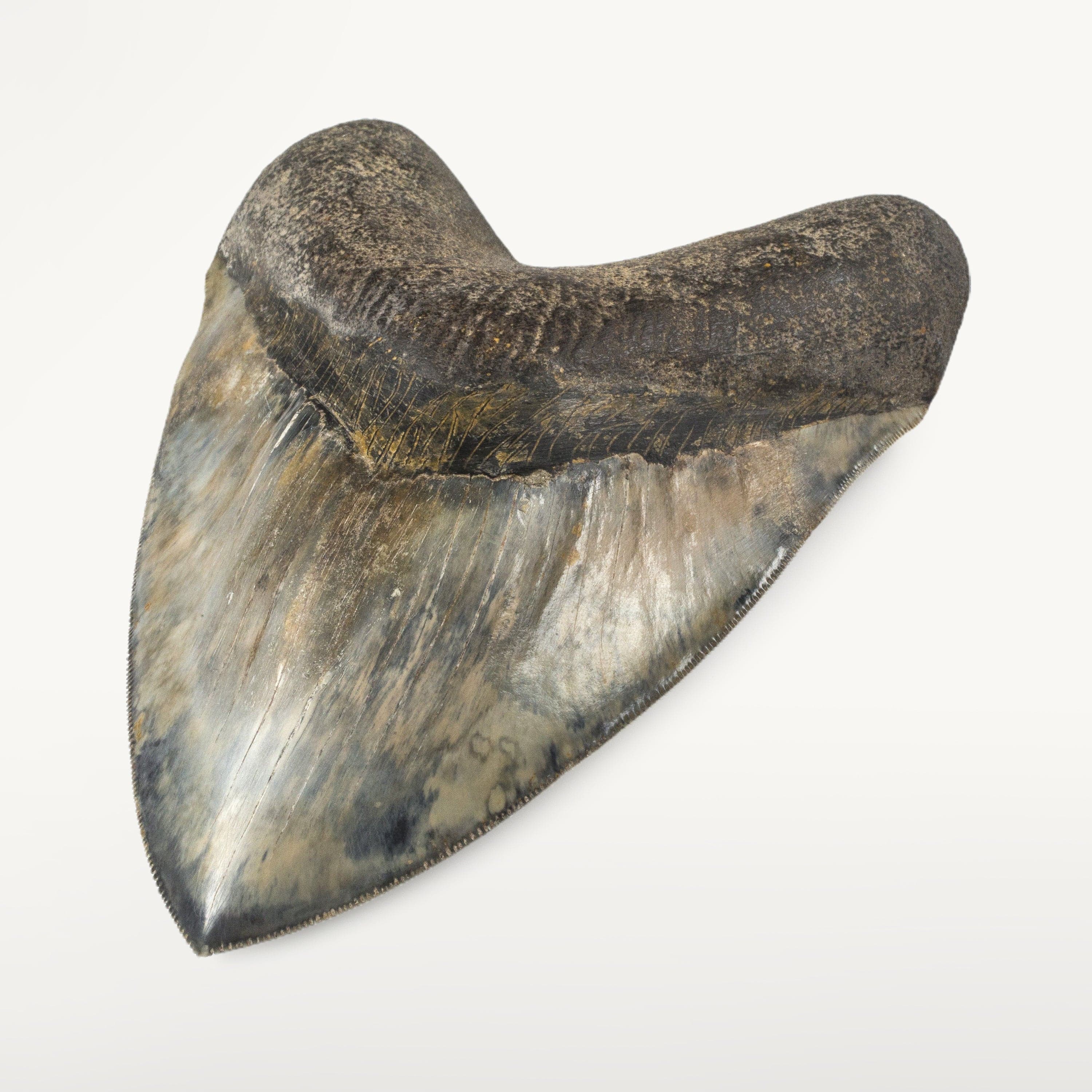 Kalifano Megalodon Teeth Natural Megalodon Tooth from Indonesia - 6.25" ST23000.001