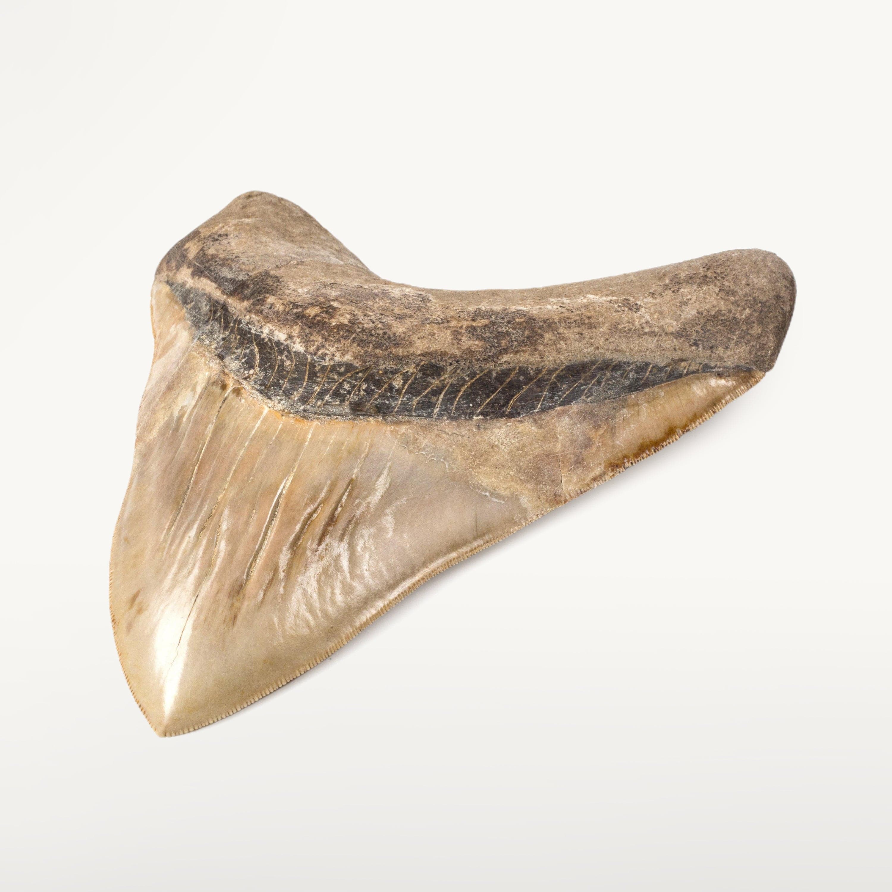 Kalifano Megalodon Teeth Natural Megalodon Tooth from Indonesia - 6.25" ST25000.001