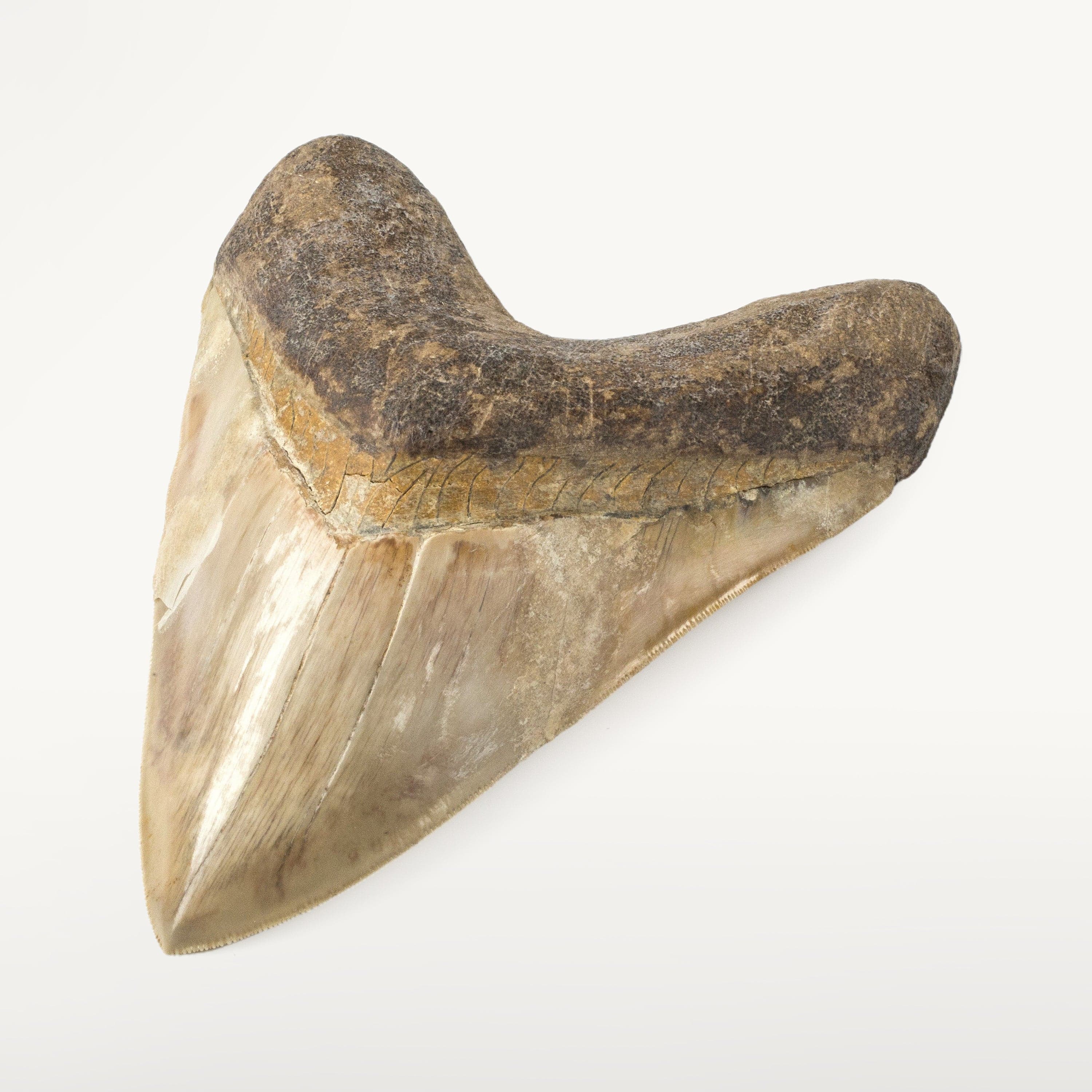 Kalifano Megalodon Teeth Natural Megalodon Tooth from Indonesia - 6.5" ST25000.002