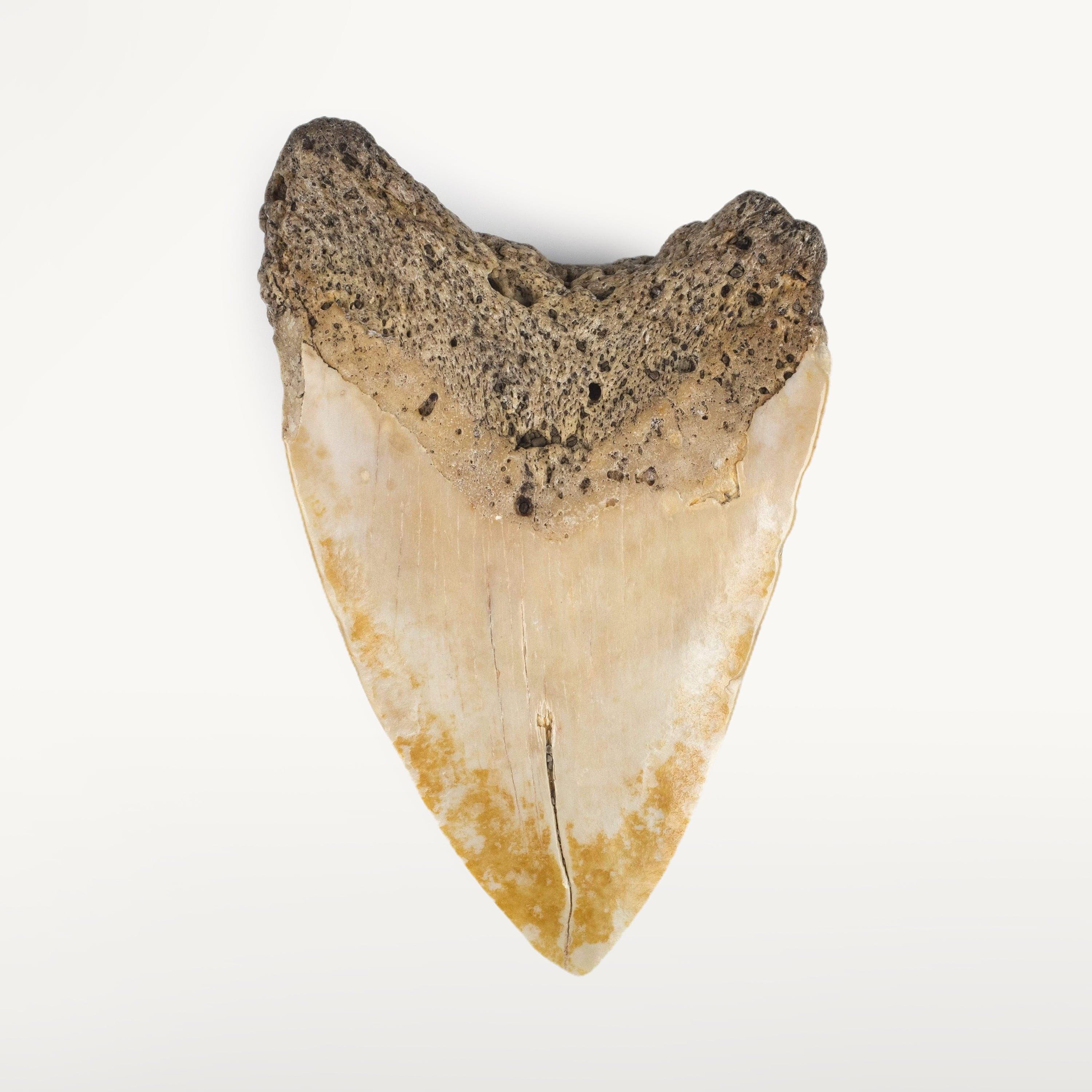 Kalifano Megalodon Teeth Natural Megalodon Tooth from New Calcedonia - 4" ST1800.003