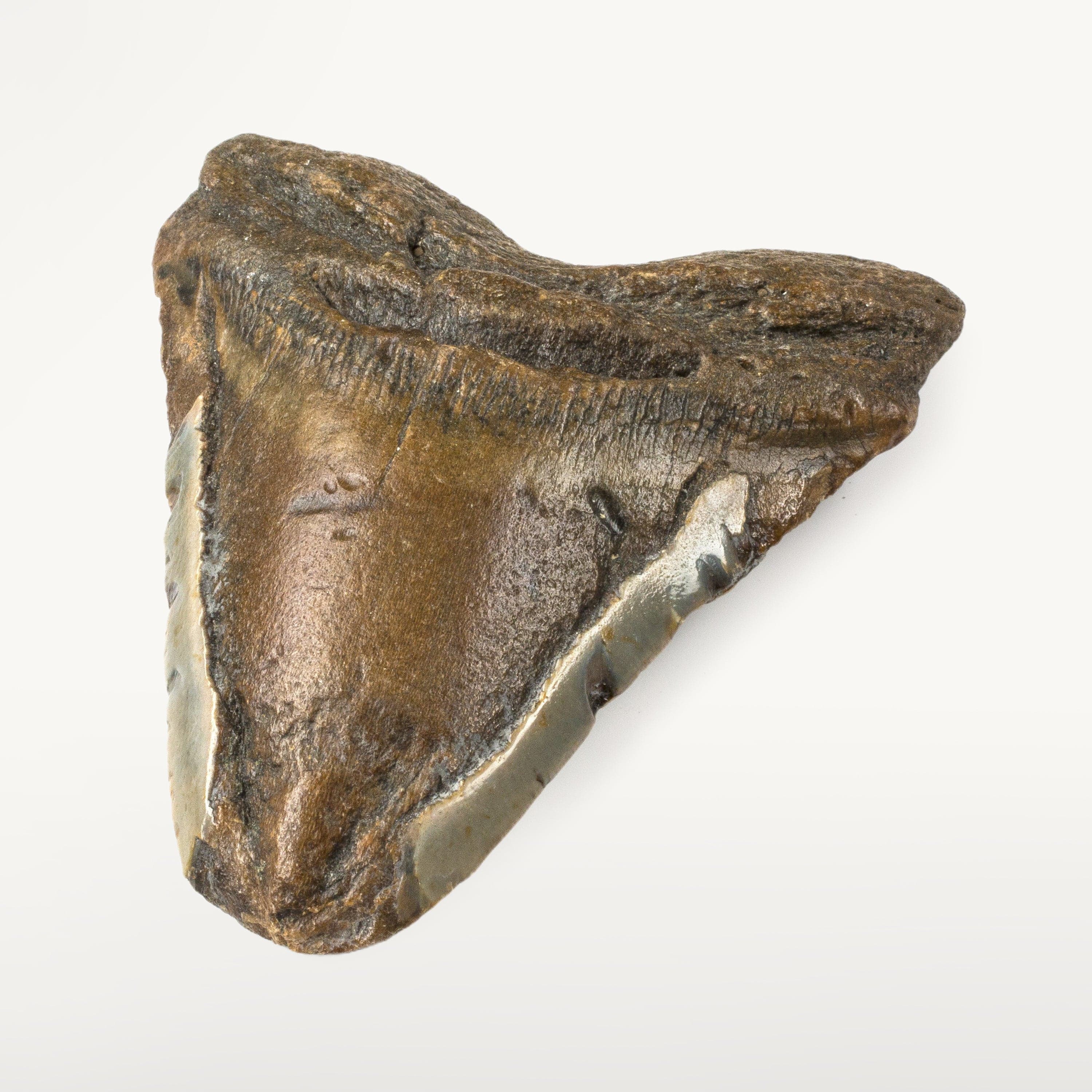 Kalifano Megalodon Teeth Natural Megalodon Tooth from South Carolina - 4.6" ST2400.013