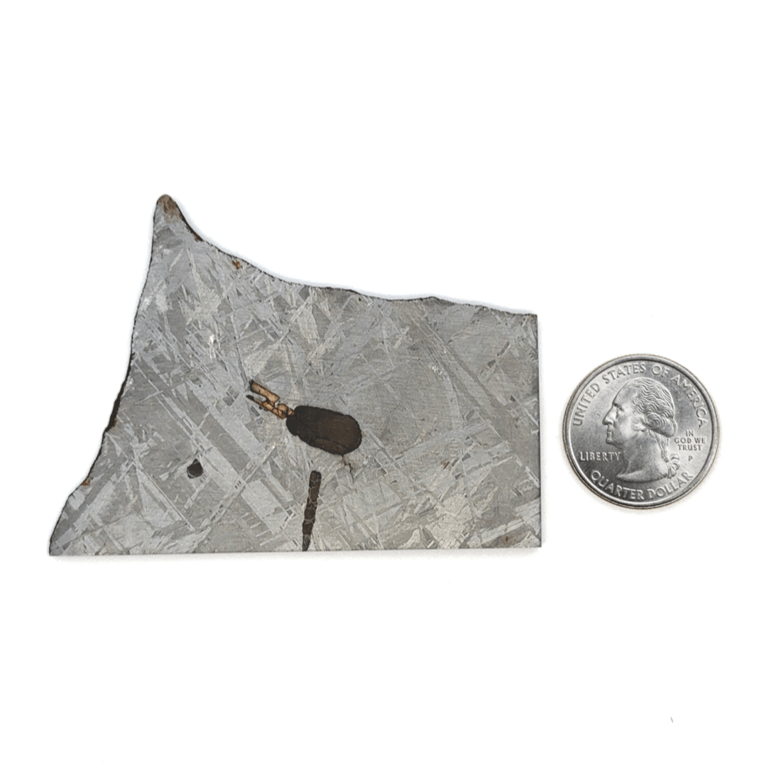 Kalifano Meteorites Gibeon Iron Meteorite Slice from Namibia 3" / 55 grams MTG4000.001