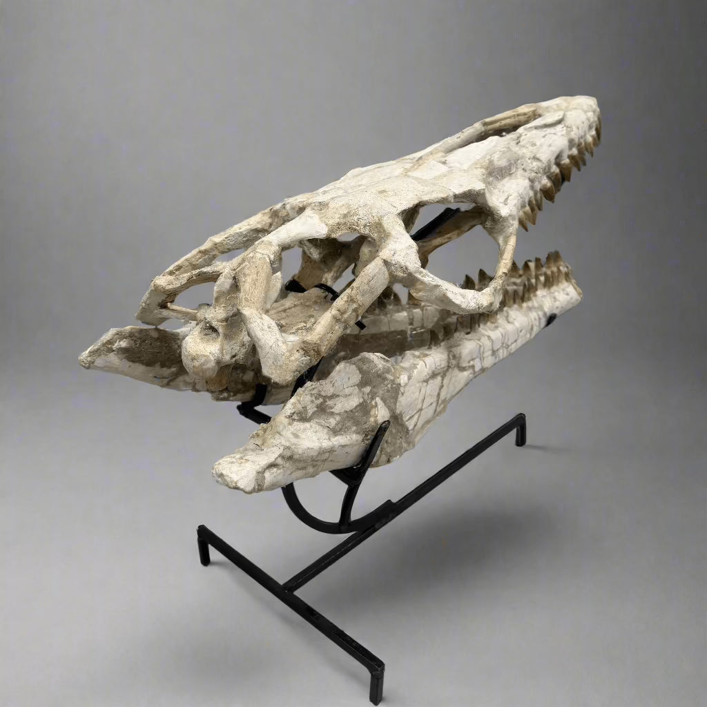 Kalifano Mosasaurus Fossils Moroccan Mosasaurus Jaw Fossil on Custom Stand - 22" #MOST30000.002