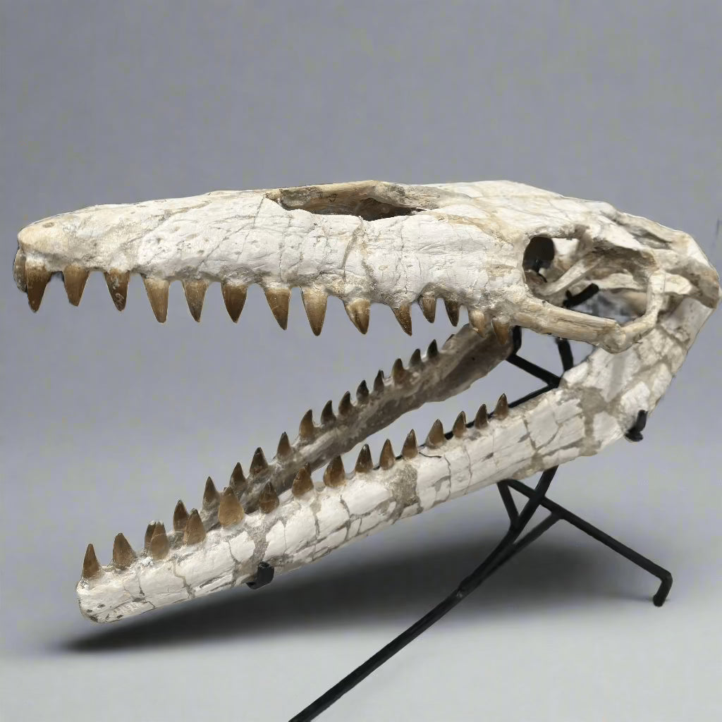 Kalifano Mosasaurus Fossils Moroccan Mosasaurus Jaw Fossil on Custom Stand - 22" #MOST30000.002